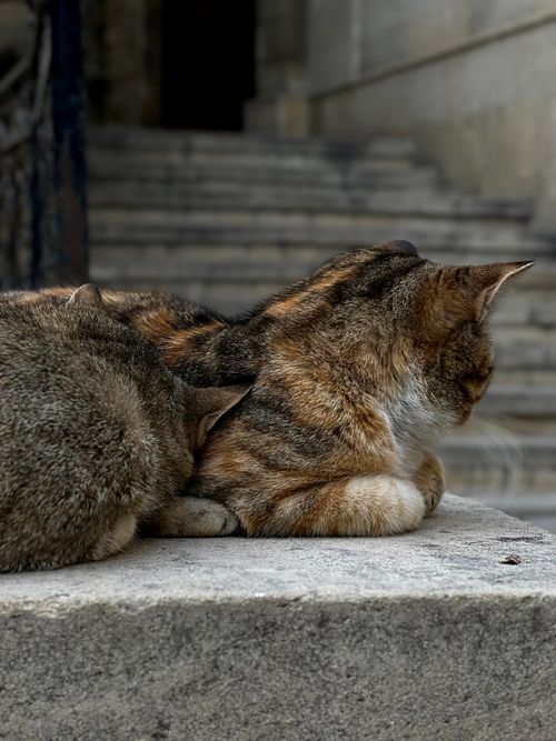 Free Two tabby cats lounging on stone steps on a quiet day. Stock Photo