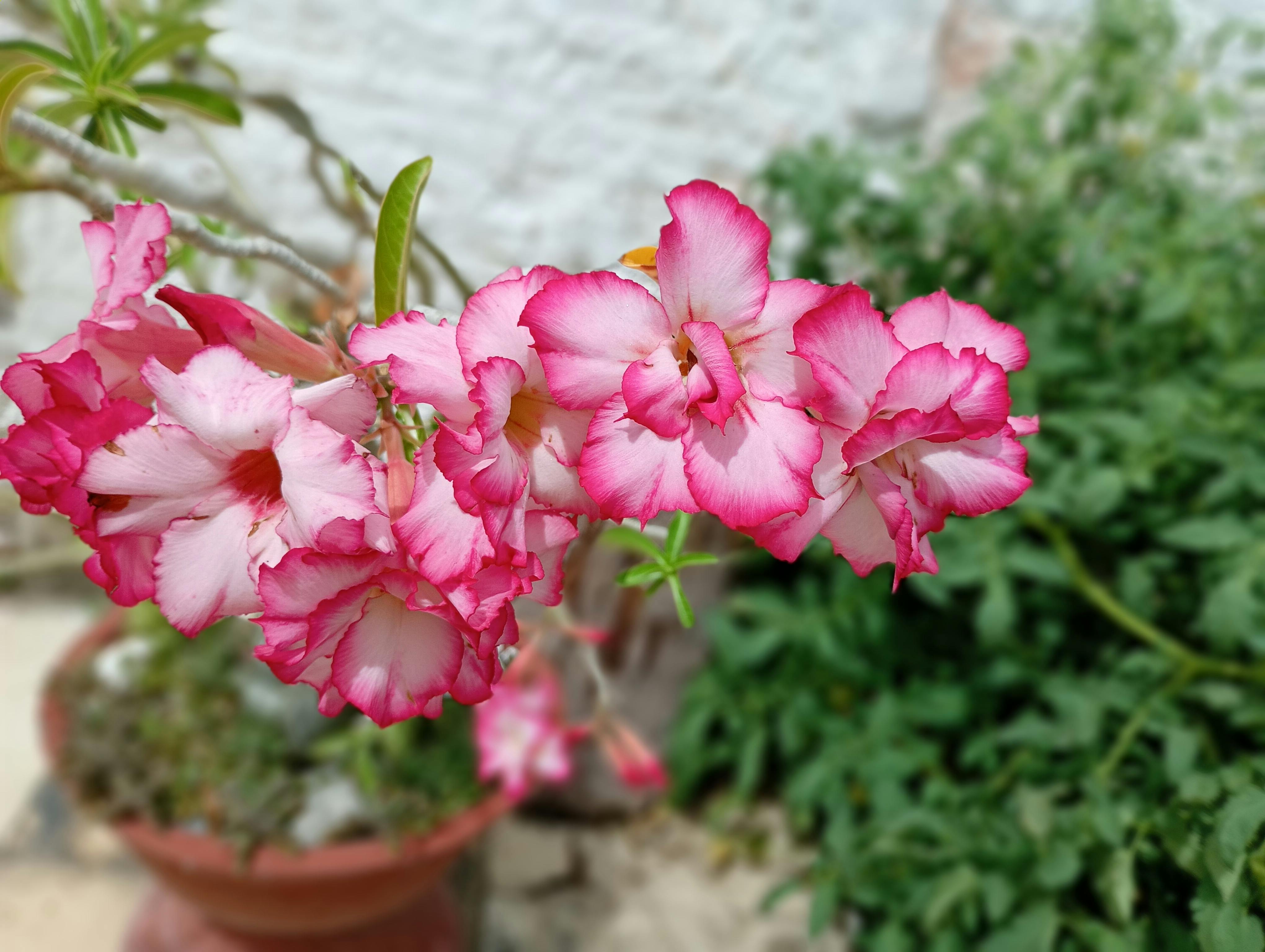 [ColoSach]-captivating-close-up-of-pink-desert-rose-(adenium)-in-full-bloom-with-lush-green-background.