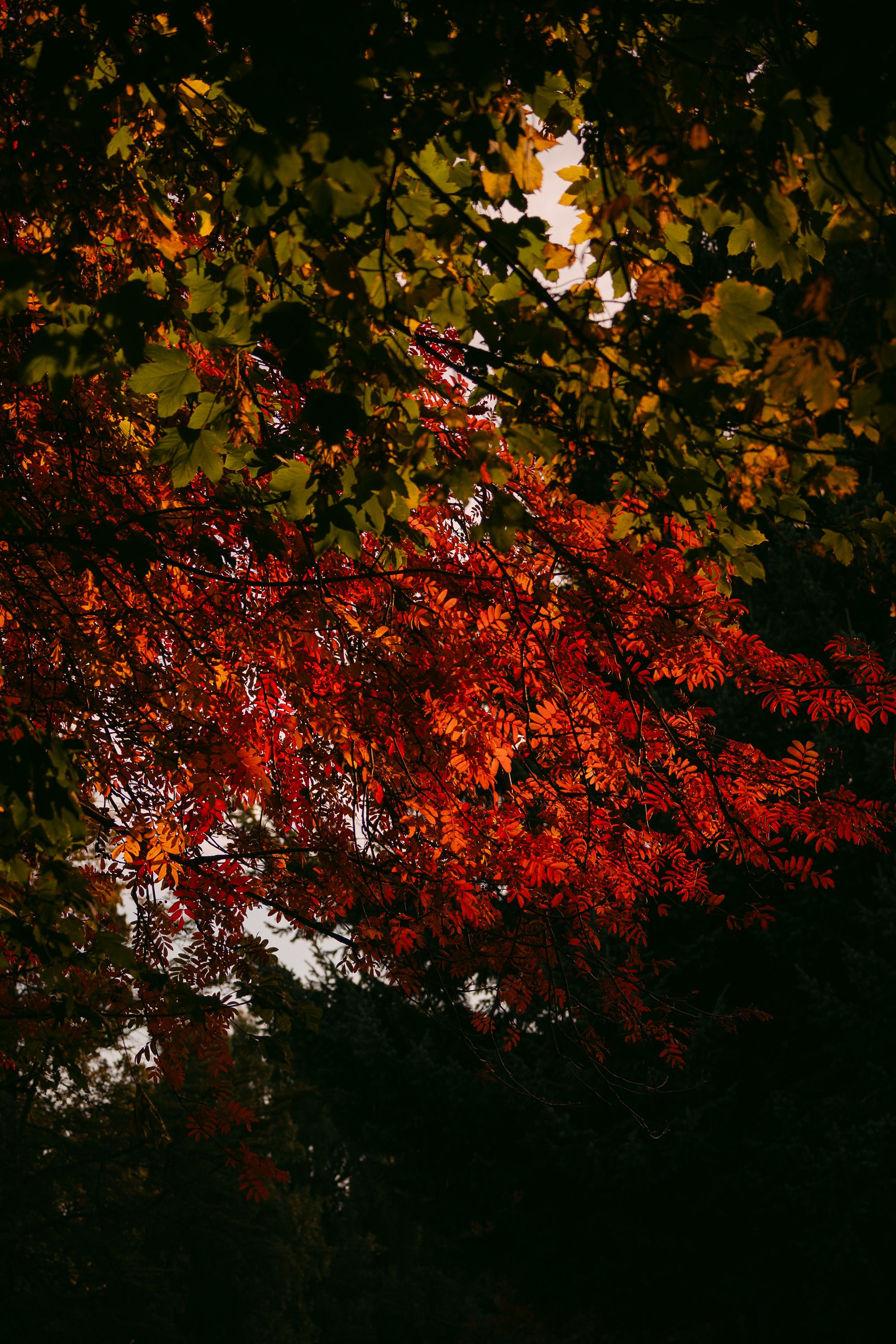 Stunning autumn leaves in Bariloche, Argentina, showcasing vibrant red and green hues.