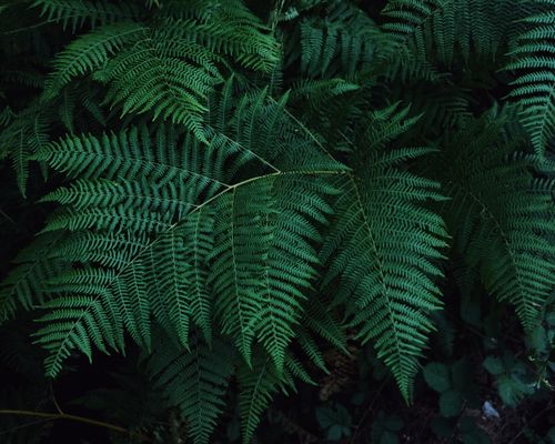 Free Close-up of vibrant green fern leaves, displaying intricate natural patterns. Stock Photo