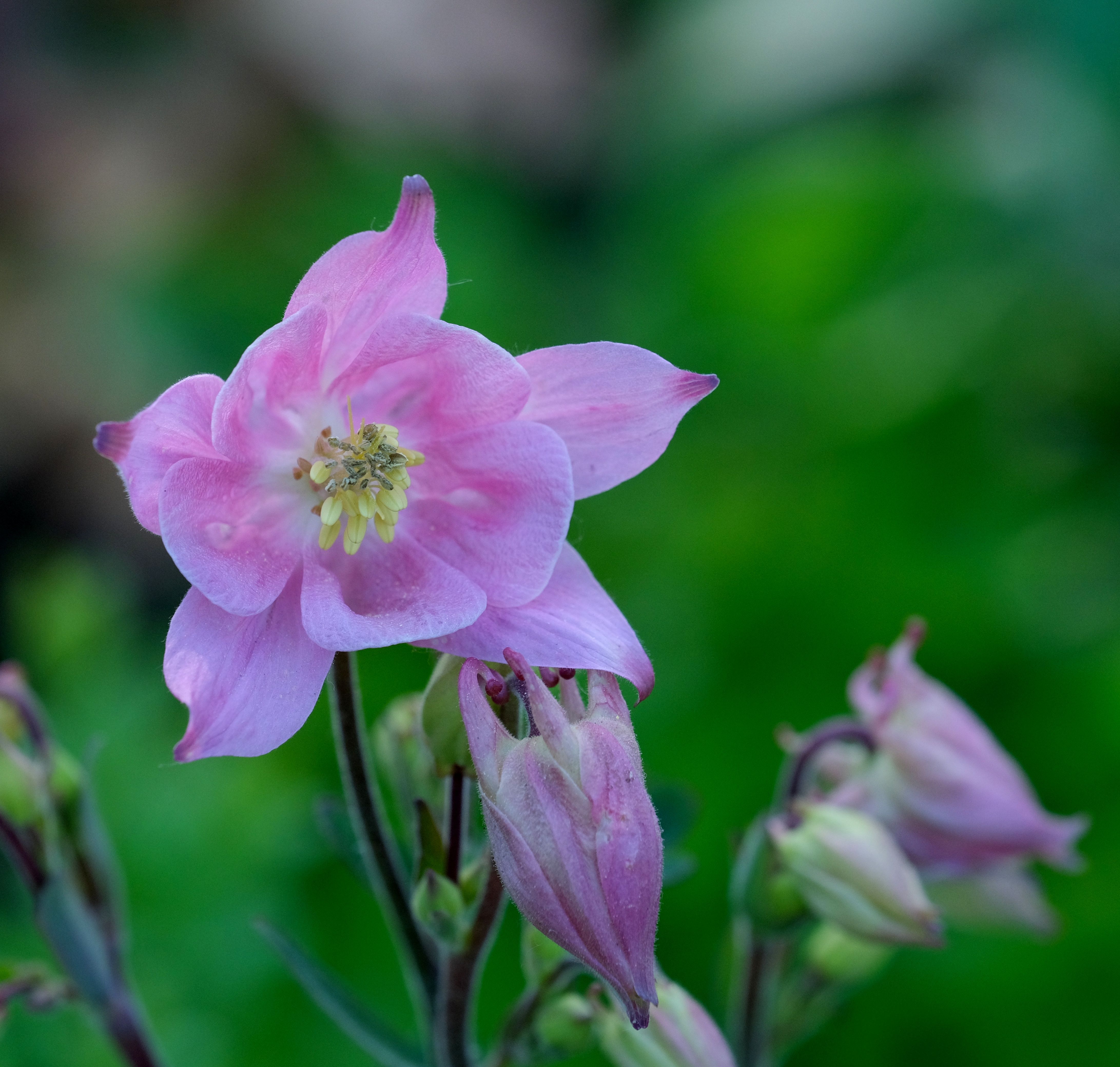 [ColoSach]-delicate-pink-columbine-flower-in-a-lush-green-garden-setting,-showcasing-spring-bloom.