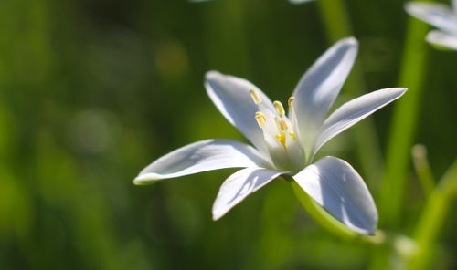 Free Beautiful close-up of a white lily flower against a lush green background, capturing nature's elegance. Stock Photo