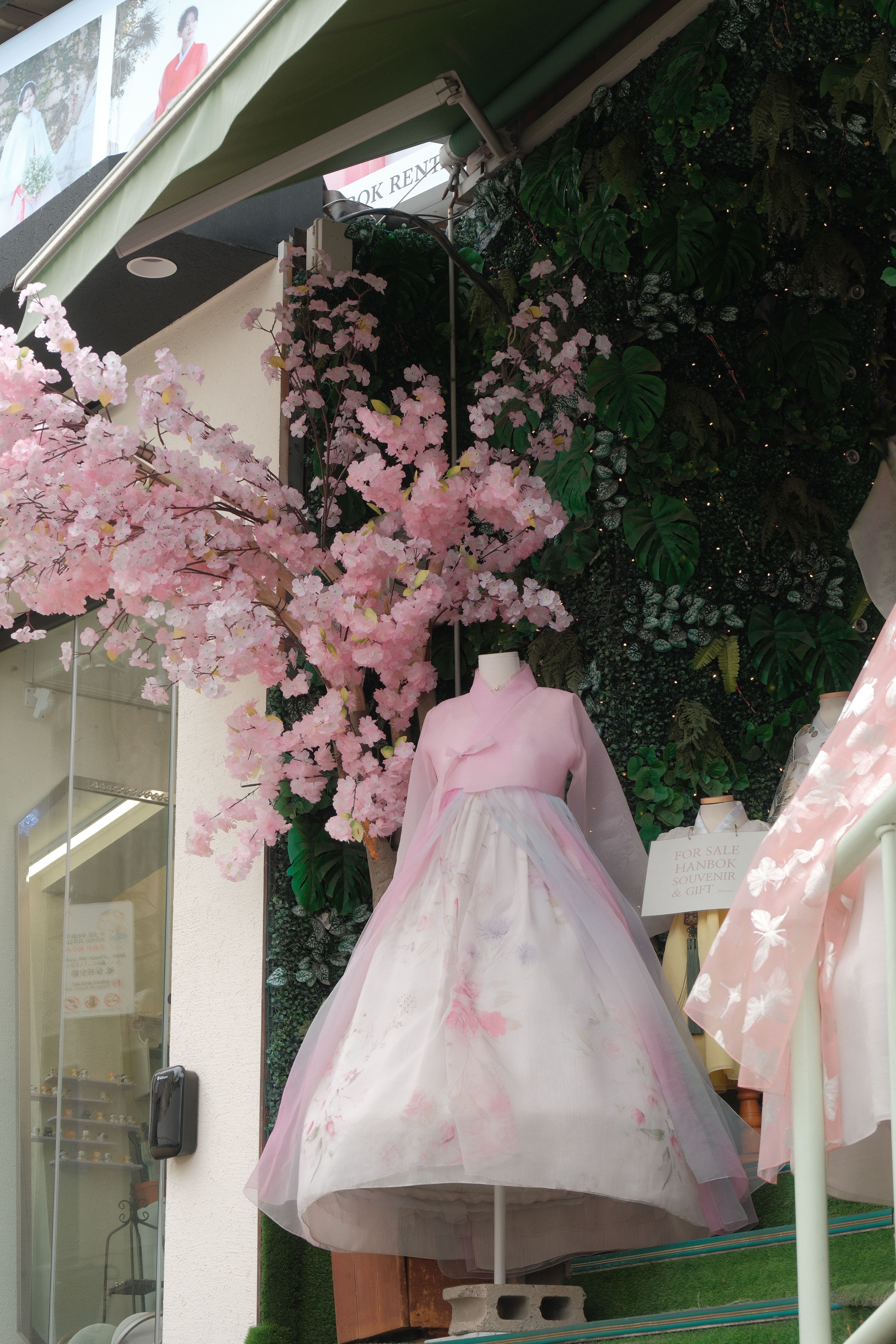 Charming hanbok on display with cherry blossoms in South Korea, showcasing traditional fashion and beauty.