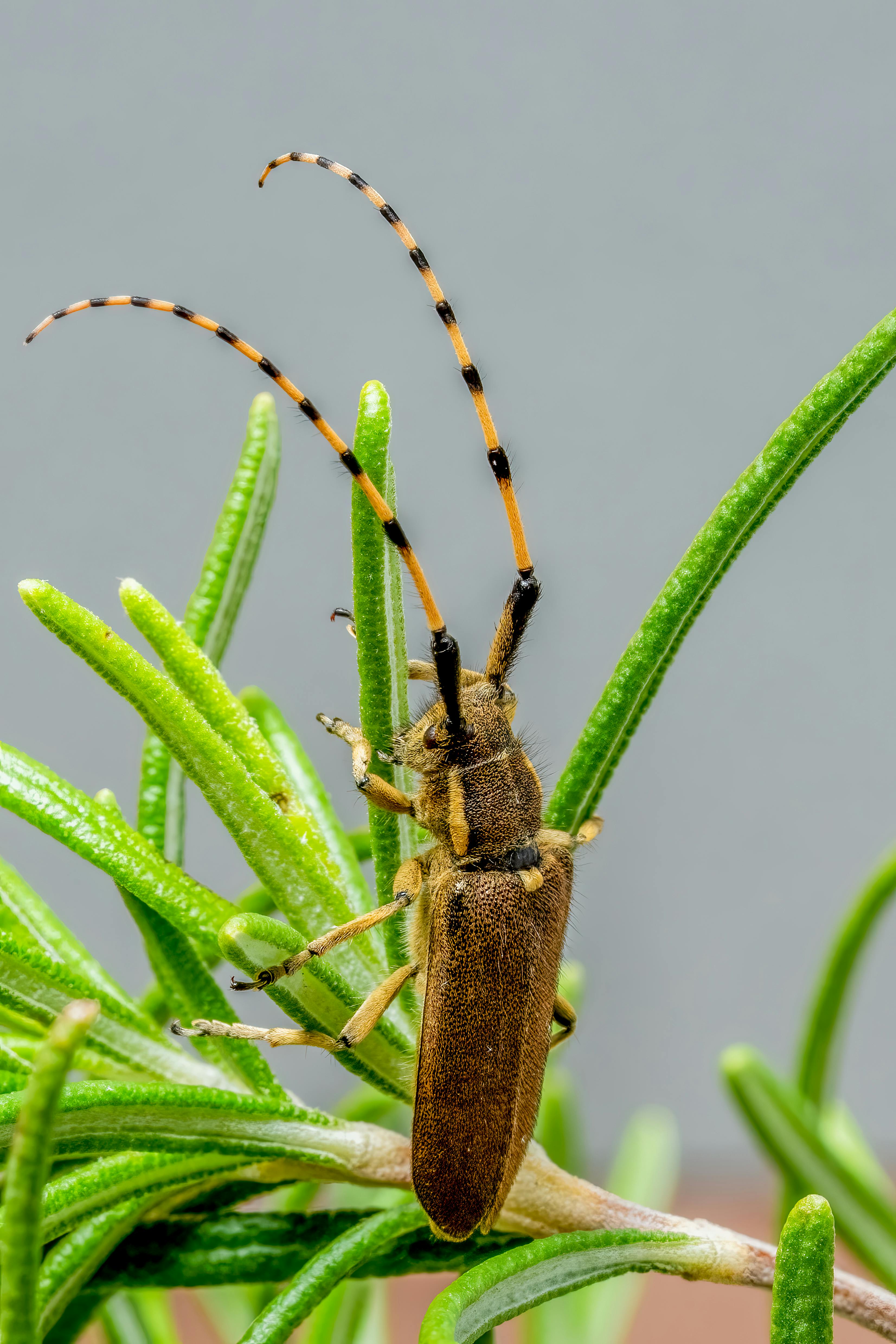 Macro shot of a beetle with long antennae perched on green leaves, captured outdoors.