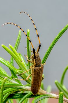 Macro shot of a beetle with long antennae perched on green leaves, captured outdoors.