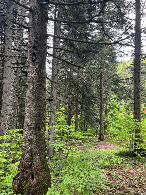 Free Tranquil view of dense forest trees with lush greenery in Turkish landscape. Stock Photo
