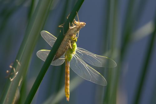 Free A dragonfly emerging from its exuvia on a reed, highlighting the metamorphosis process. Stock Photo