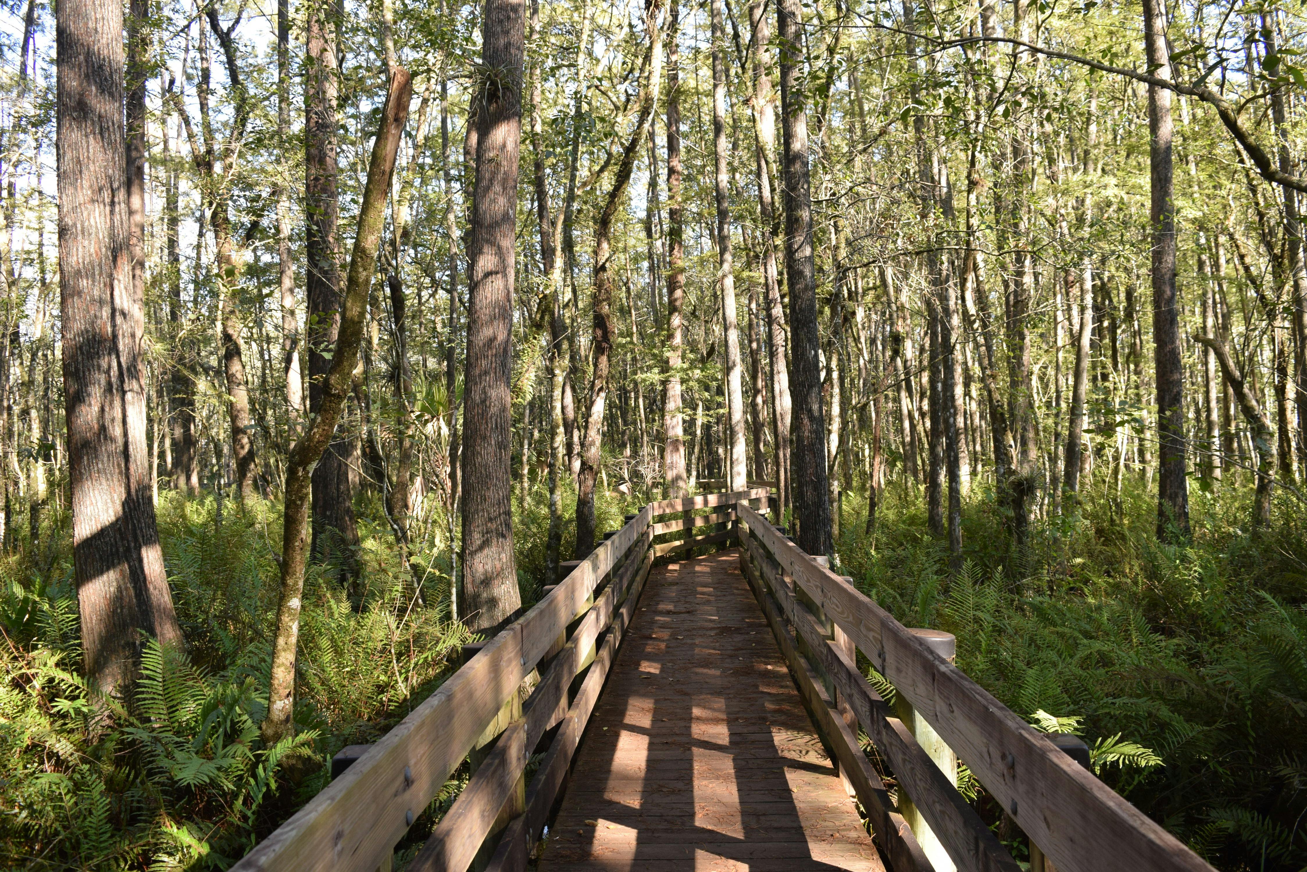 Free stock photo of Sunset in Fort Myers Florida