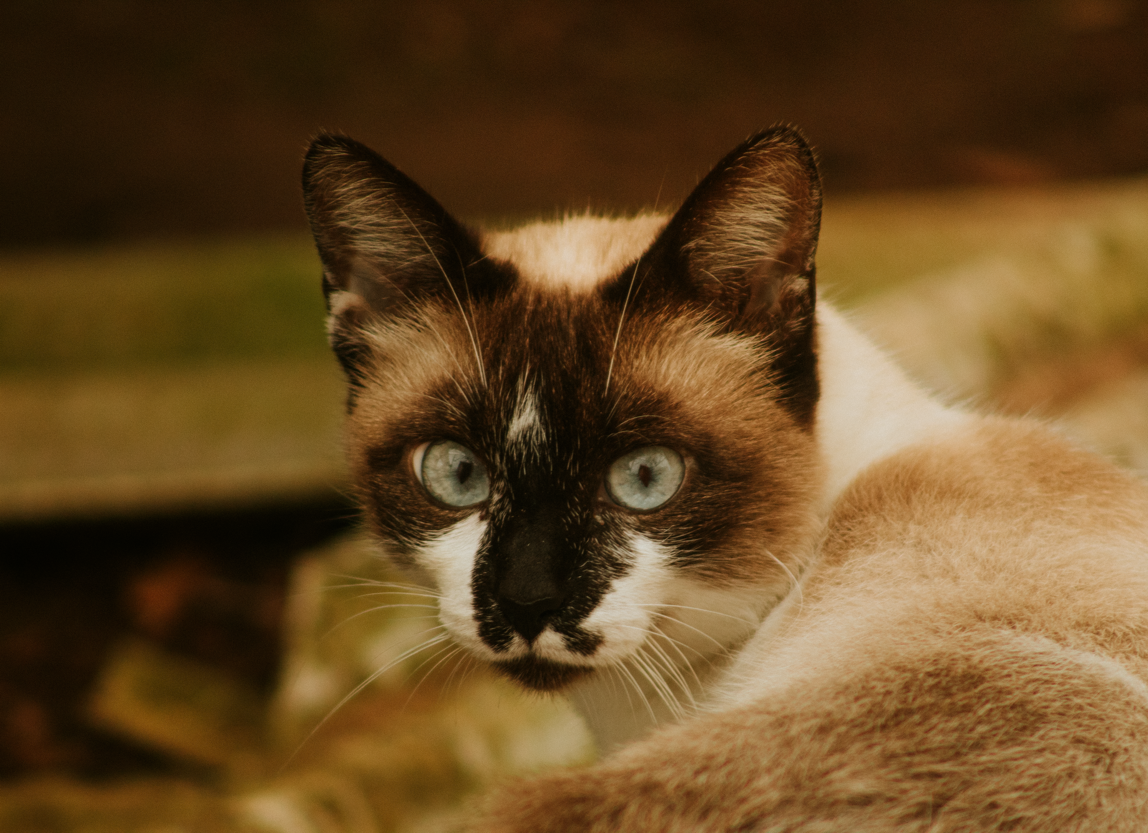 Portrait of a cat at a veterinary clinic