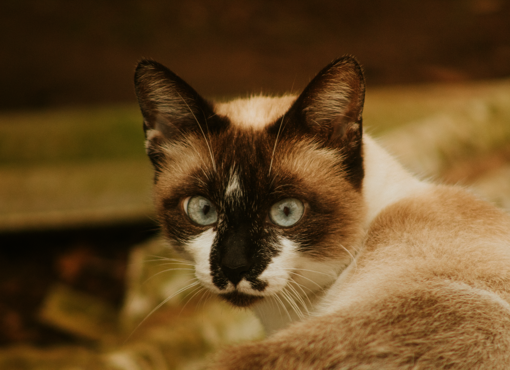 Portrait of a cat at a veterinary clinic