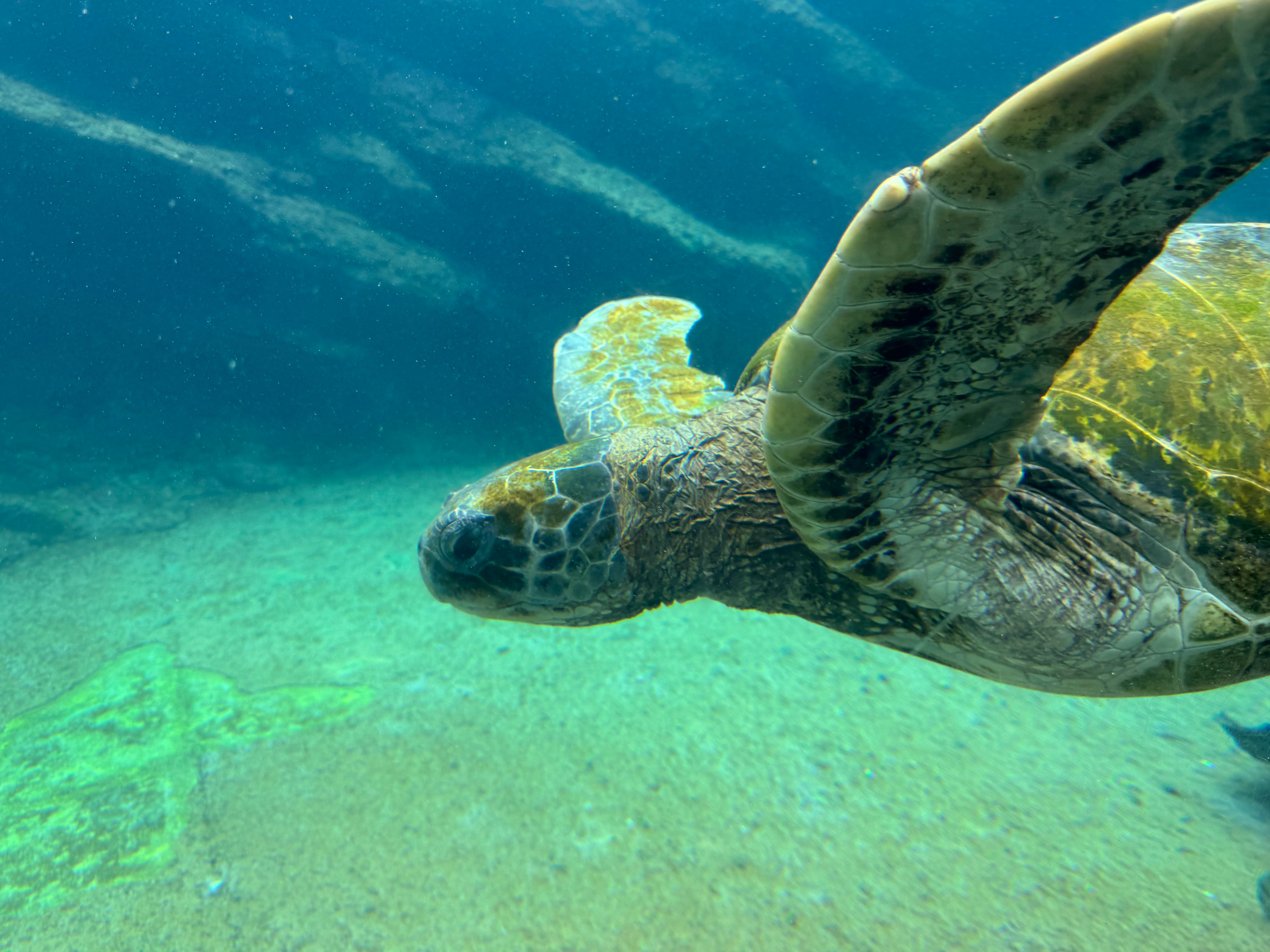 Snorkeling Jesser Canyon