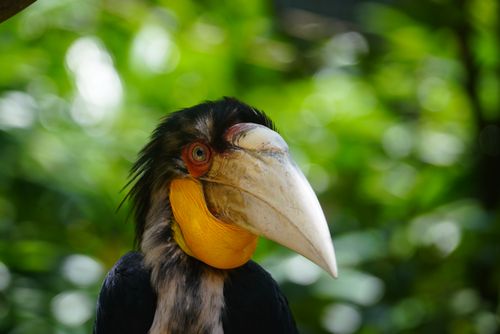 Free A detailed portrait of a Helmeted Hornbill with a vibrant green background, showcasing its distinctive beak. Stock Photo