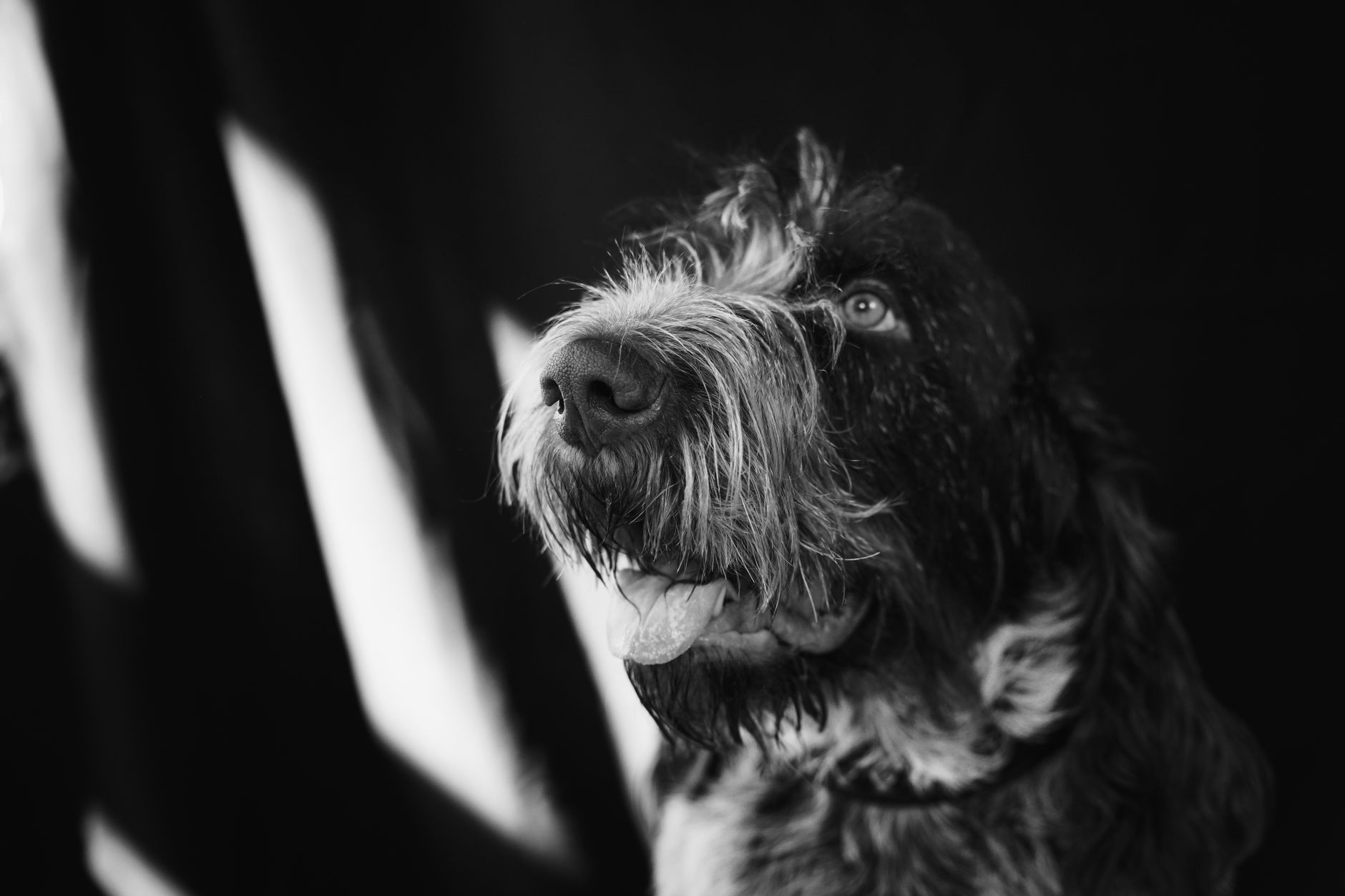 Veterinary care for a dog