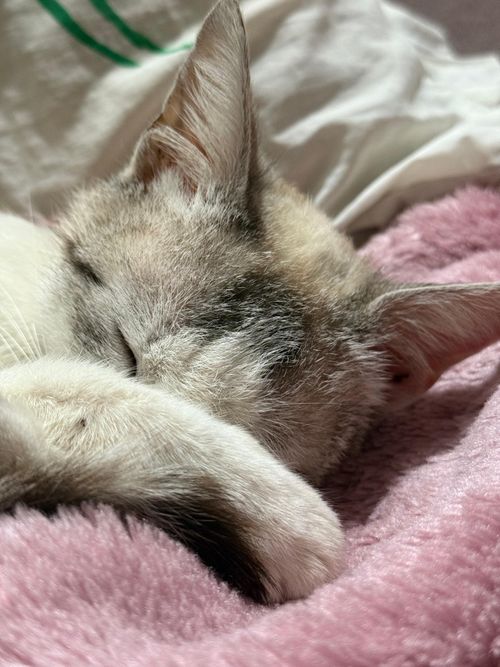 Free Adorable cat peacefully sleeping on a soft pink blanket, exuding comfort and warmth. Stock Photo