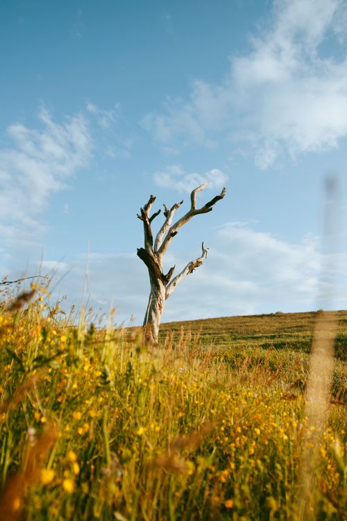 Free A solitary tree stands against a clear blue sky in a sunlit field of wildflowers. Stock Photo