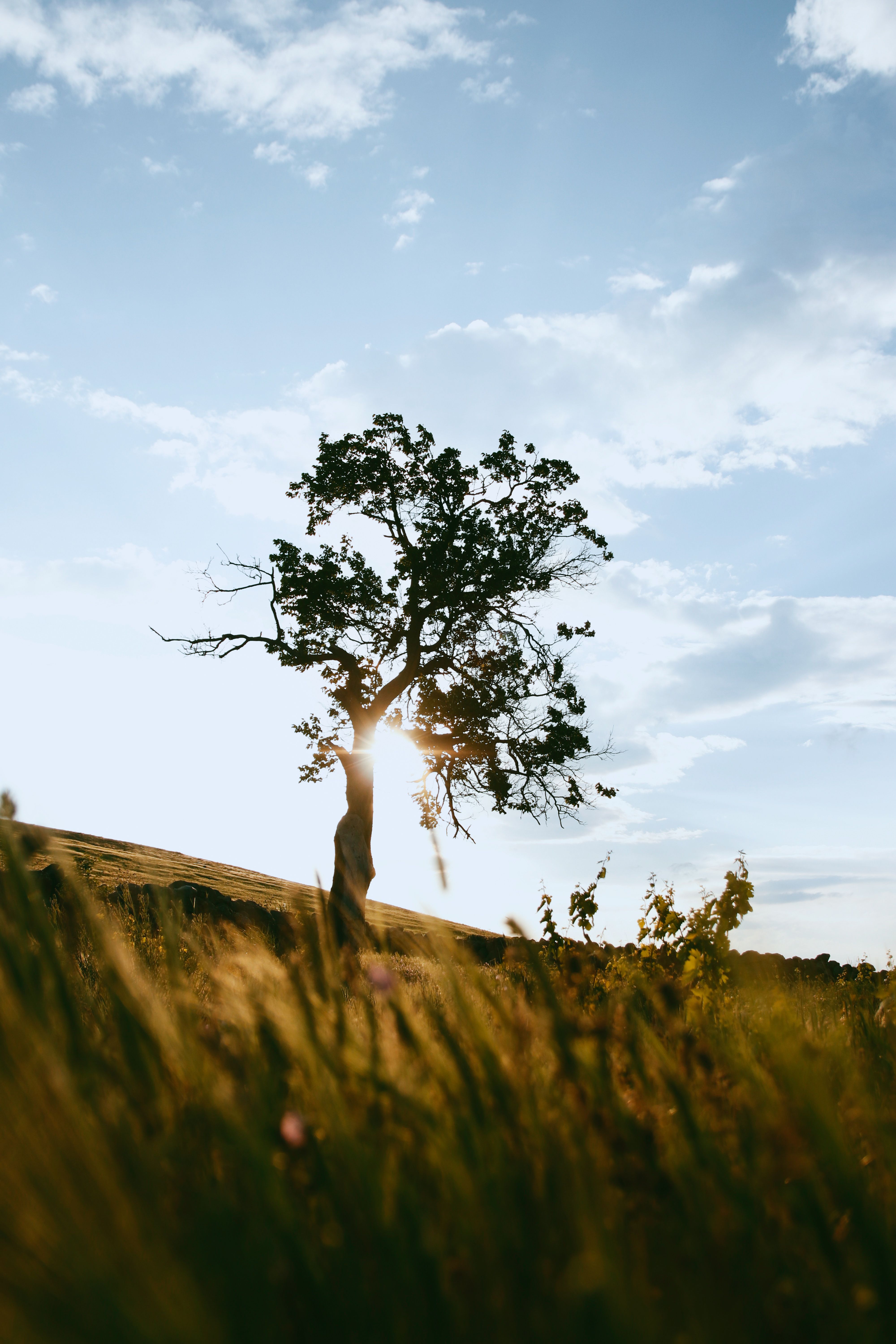 Lonely Tree in a Sunlit Meadow at Dusk · Free Stock Photo