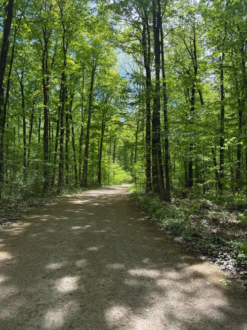 Free Discover a tranquil path through a vibrant green forest, perfect for nature lovers and hikers. Stock Photo