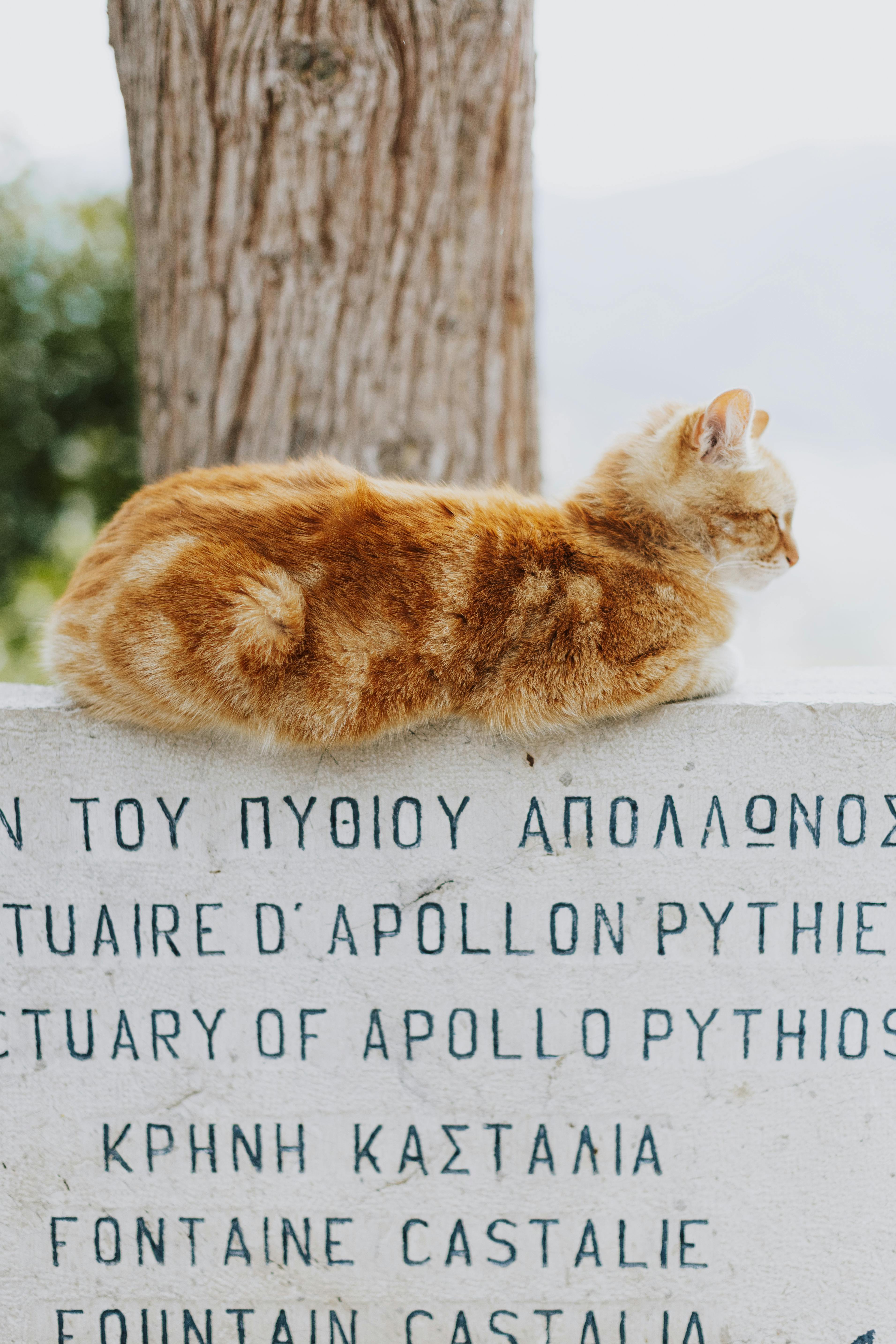 A ginger cat rests on an ancient stone at the Sanctuary of Apollo in Delphi, Greece.