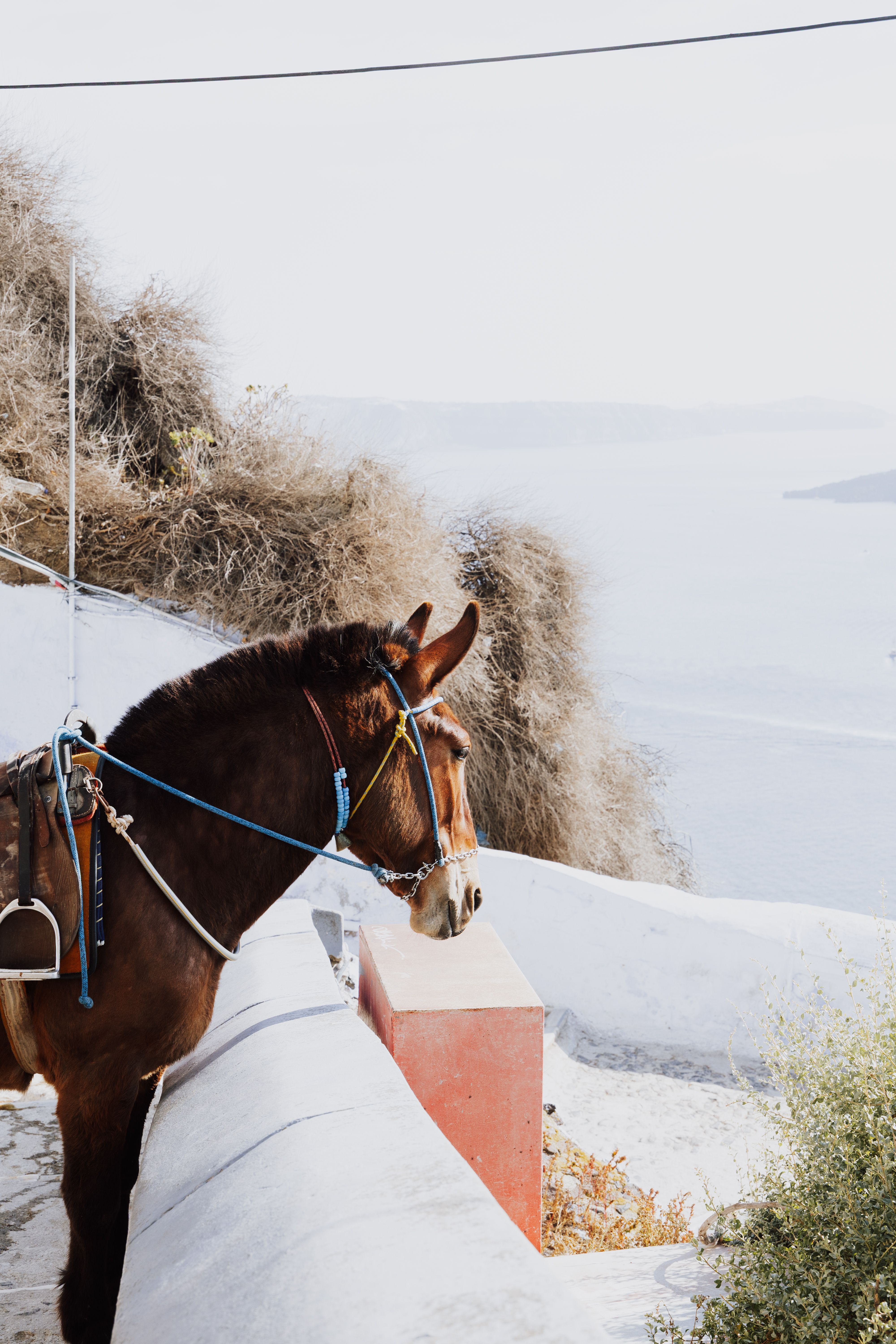 Santorini Donkey with Scenic Ocean View · Free Stock Photo
