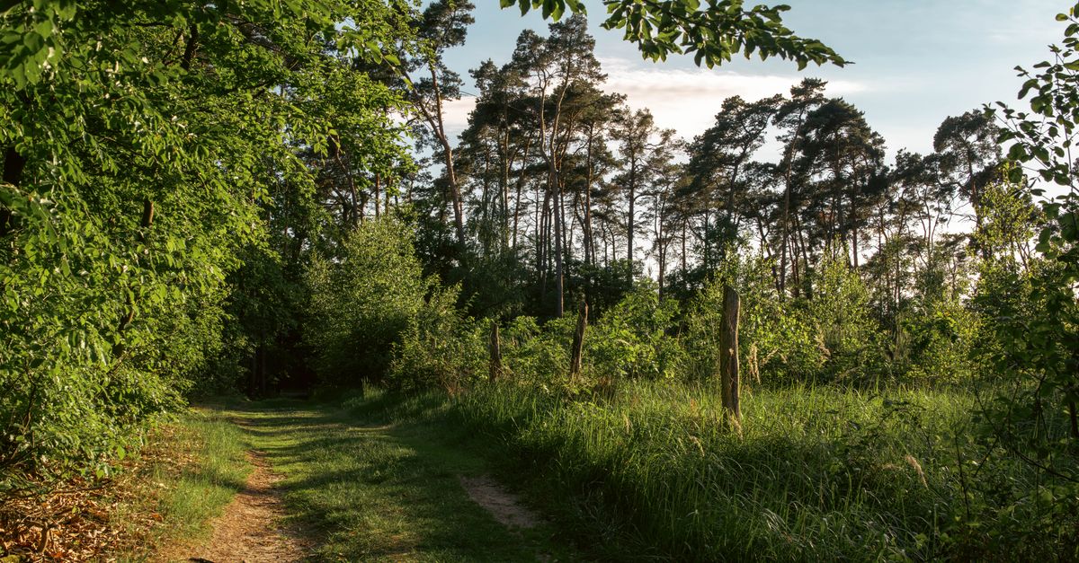 Peaceful forest path with lush greenery in Łekno, Poland during summer.
