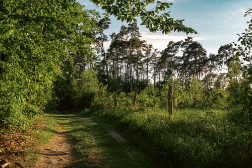 Free Peaceful forest path with lush greenery in Łekno, Poland during summer. Stock Photo
