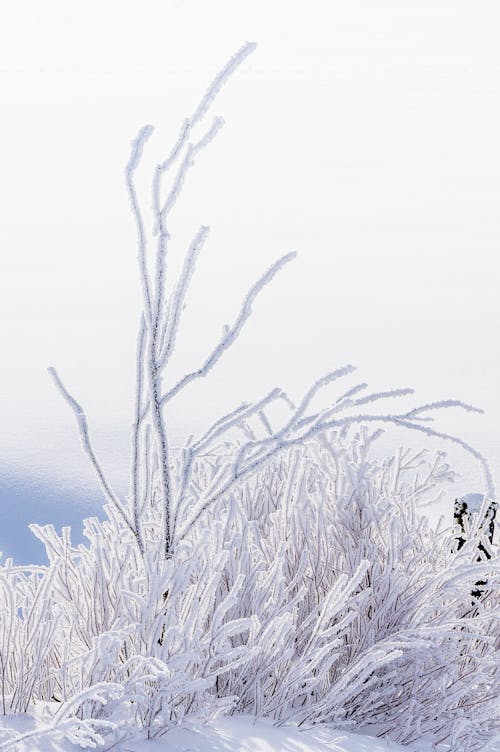 免费 ICEE, 下雪的, 下雪的天氣 的 免费素材图片 素材图片