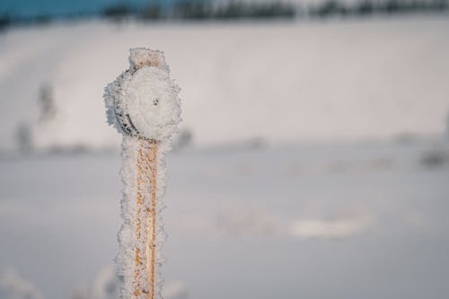 White Snow on Brown Wooden Stick