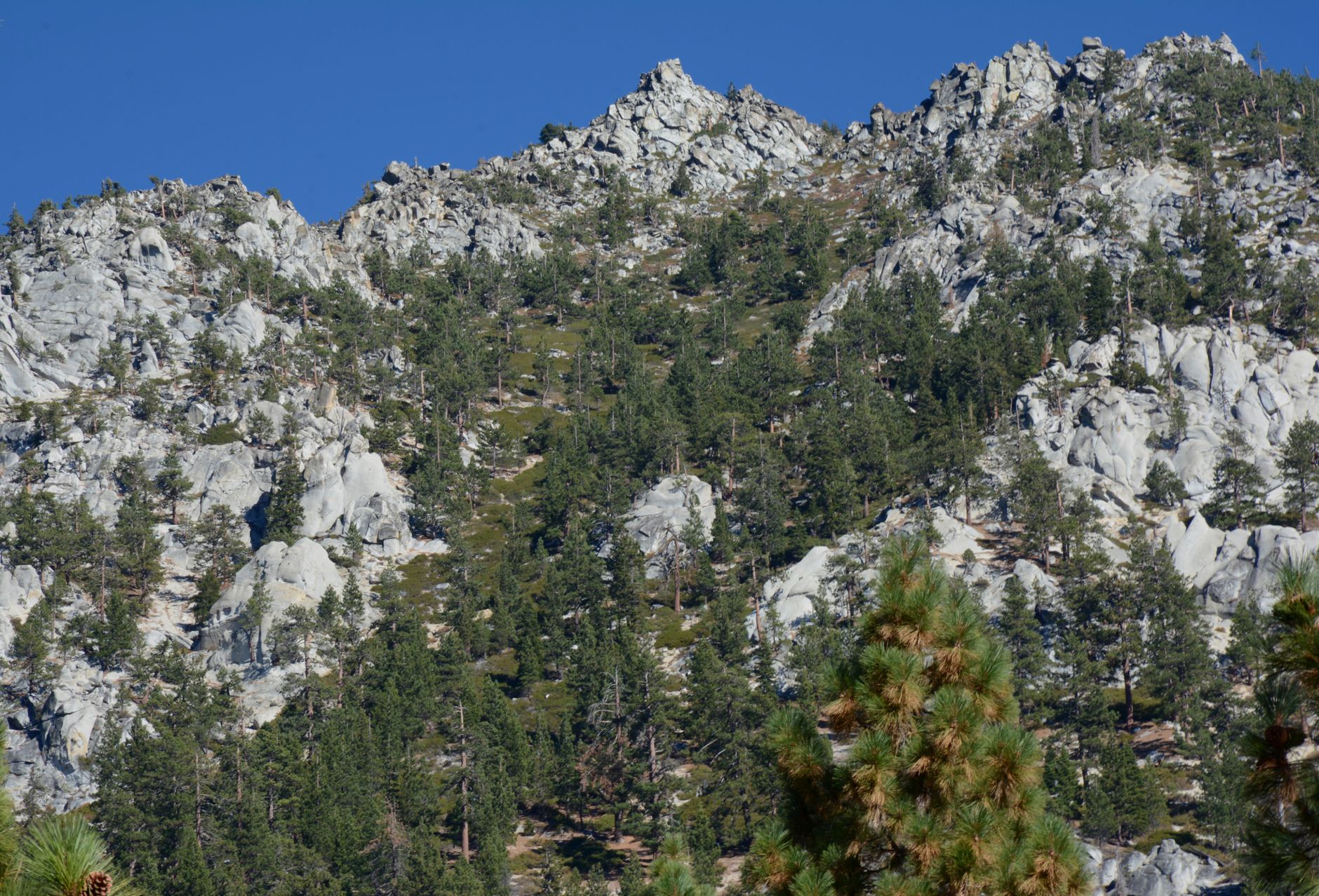 Lush evergreen trees across rocky mountain terrain under a bright blue sky.