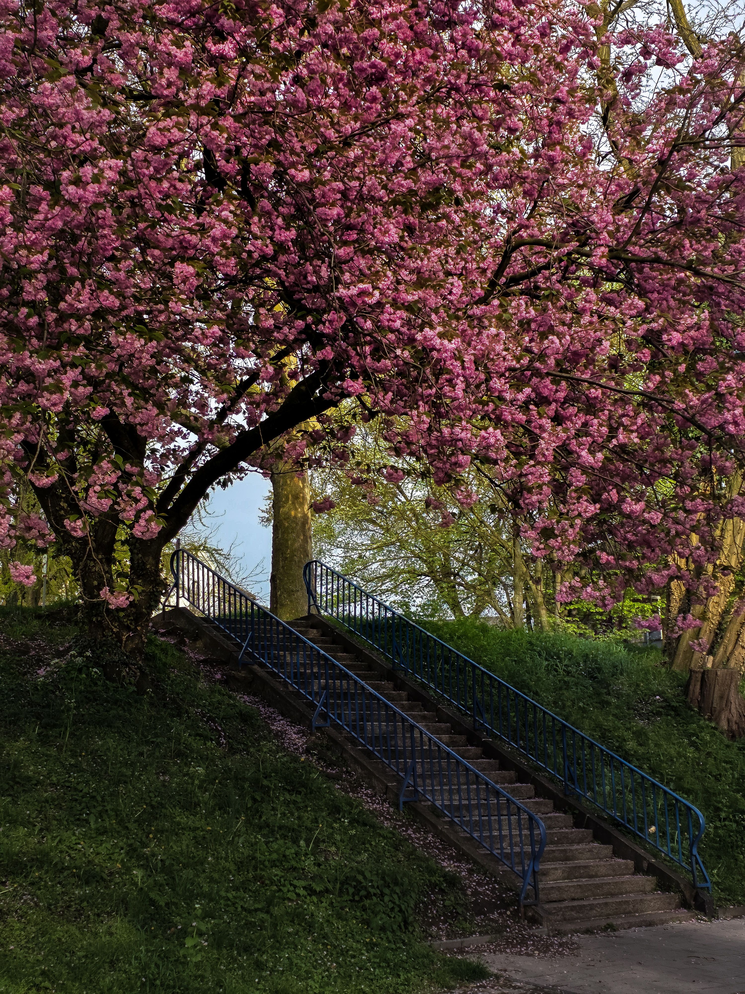 Stunning cherry blossom tree in full bloom over outdoor stairway during springtime.
