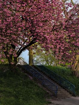 Stunning cherry blossom tree in full bloom over outdoor stairway during springtime.