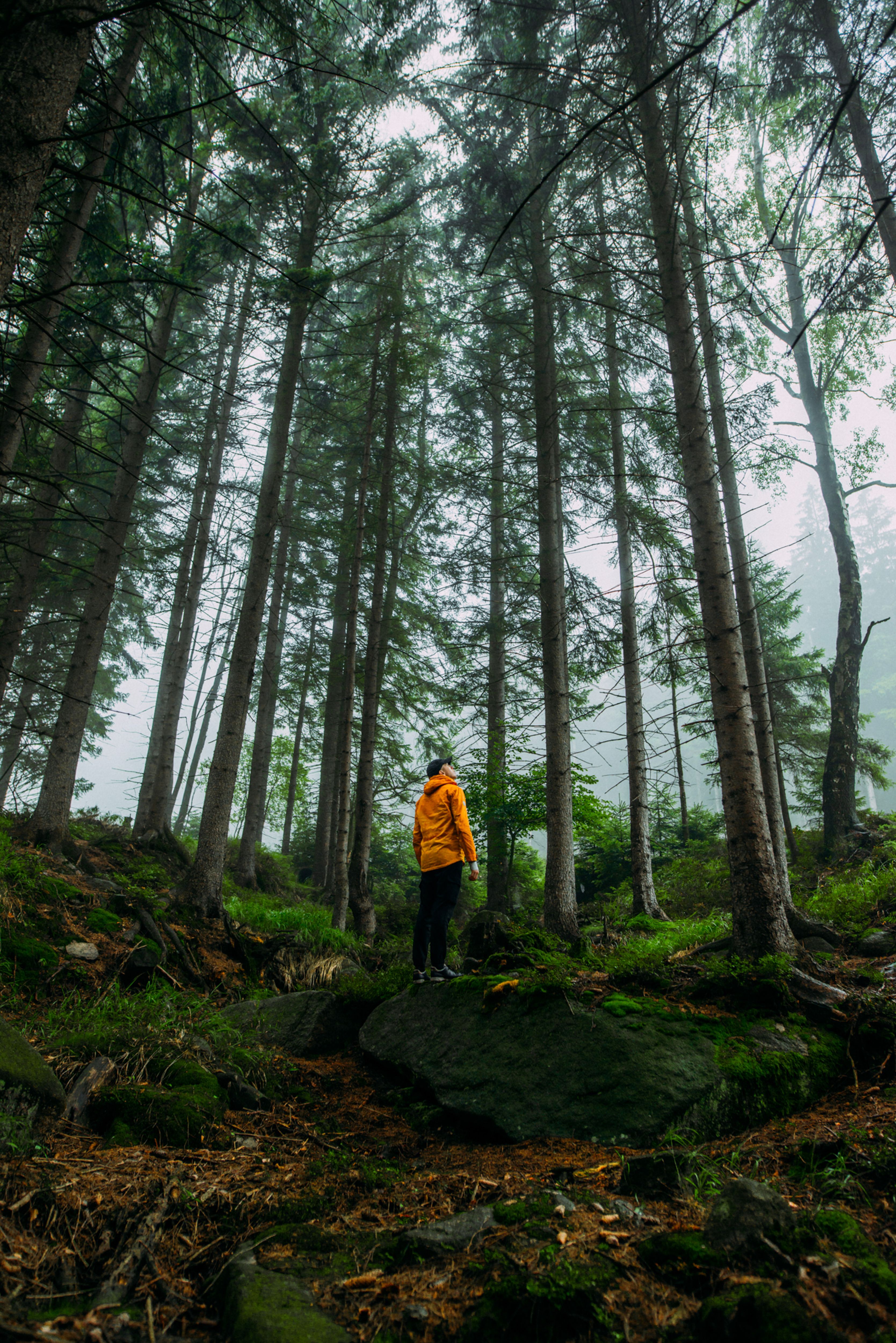 Person in yellow jacket explores a misty forest with towering trees, creating a serene and adventurous mood.