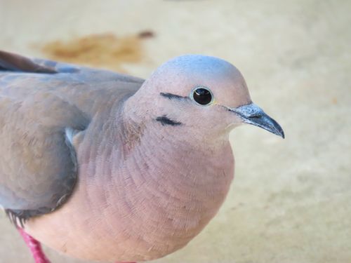 Free Detailed close-up of a Eared Dove in Santa Maria, Brazil showcasing its vivid plumage. Stock Photo