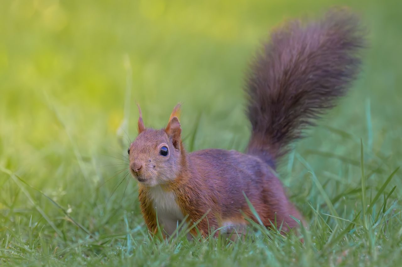 adorable red squirrel peeking through grass in a lush green field capt