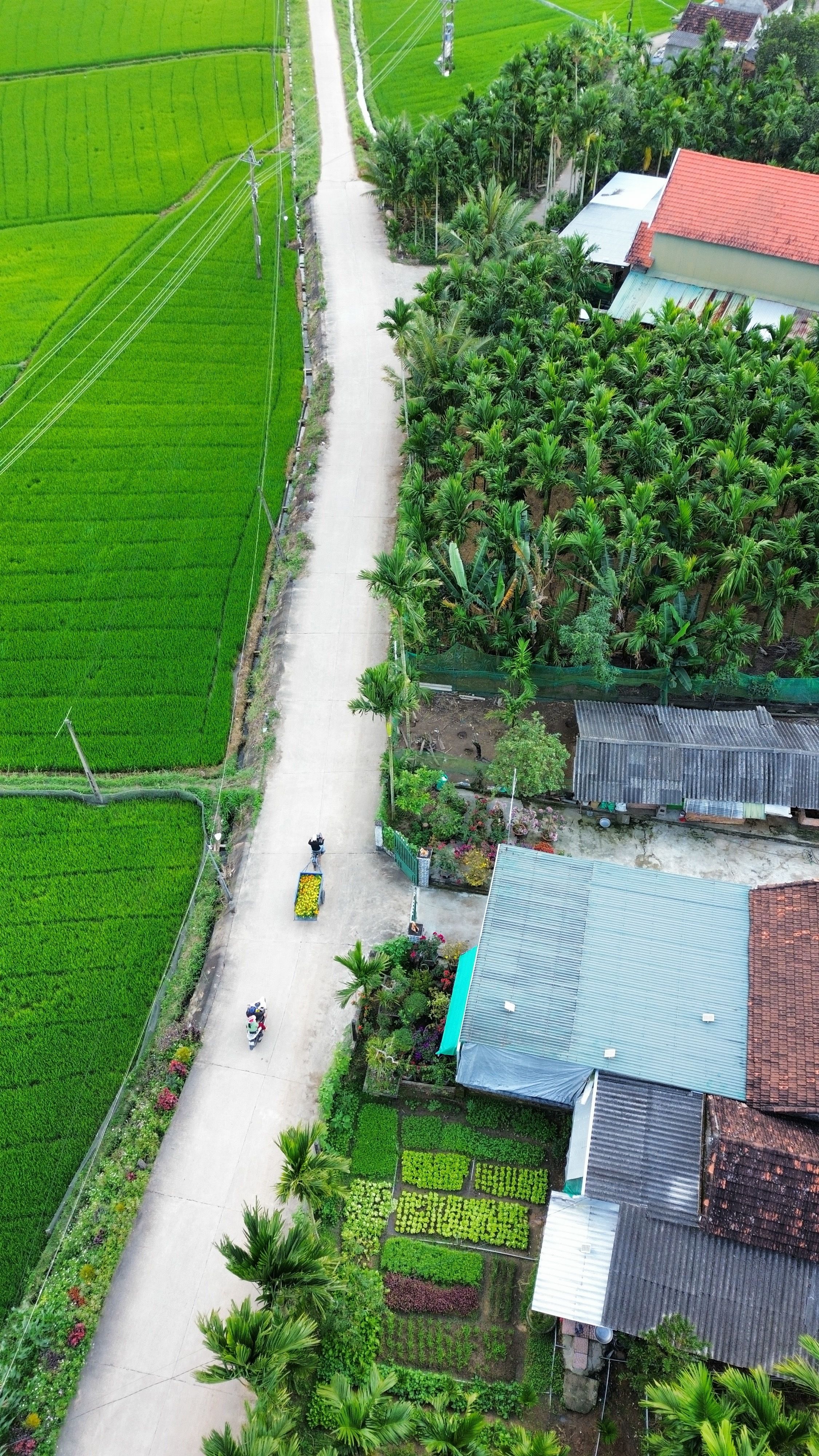 Aerial shot of lush rice fields and rural road in Quang Ngai, Vietnam.