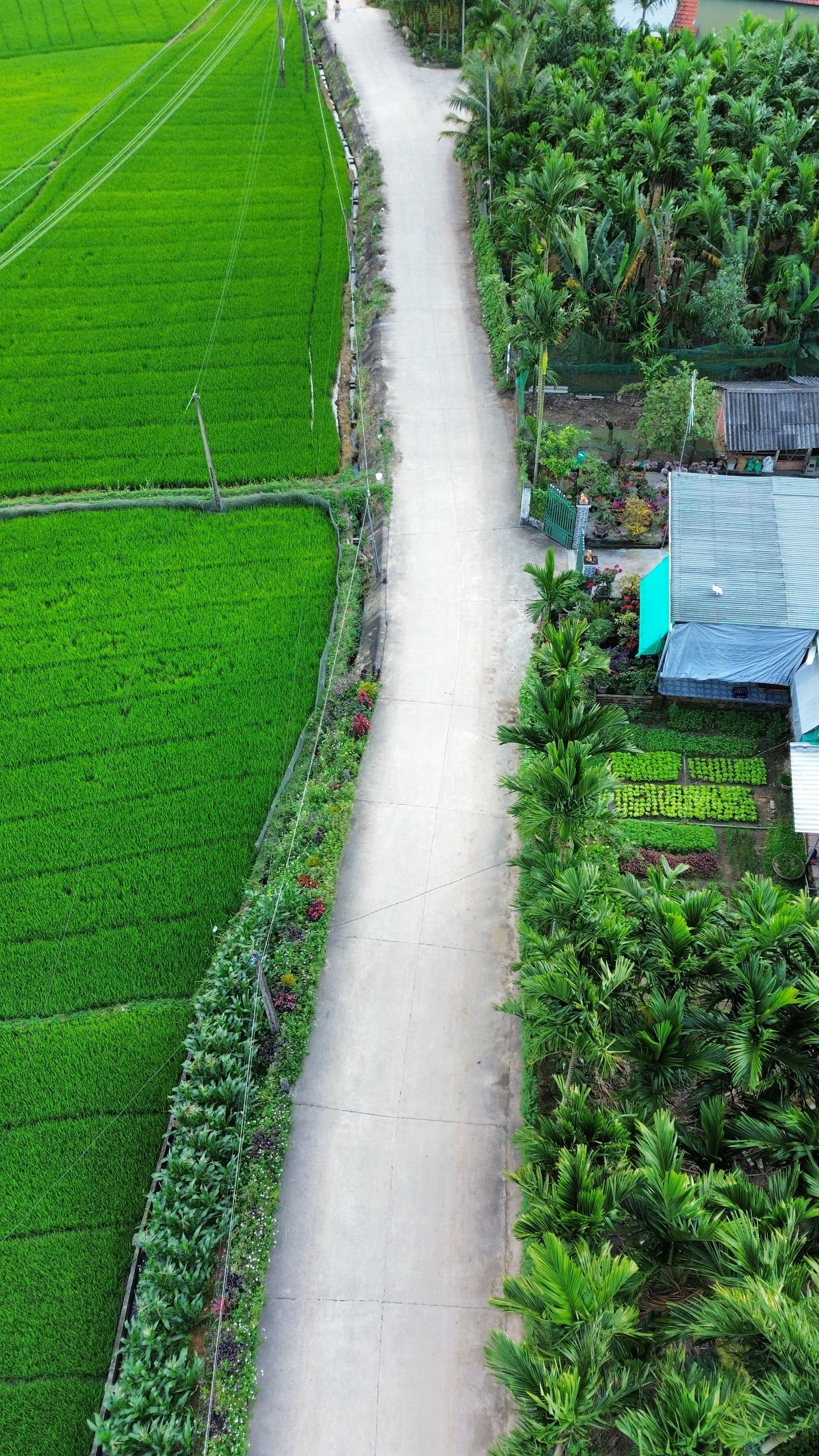 Drone shot capturing the vibrant green fields and rural road of Quang Ngai, Vietnam.