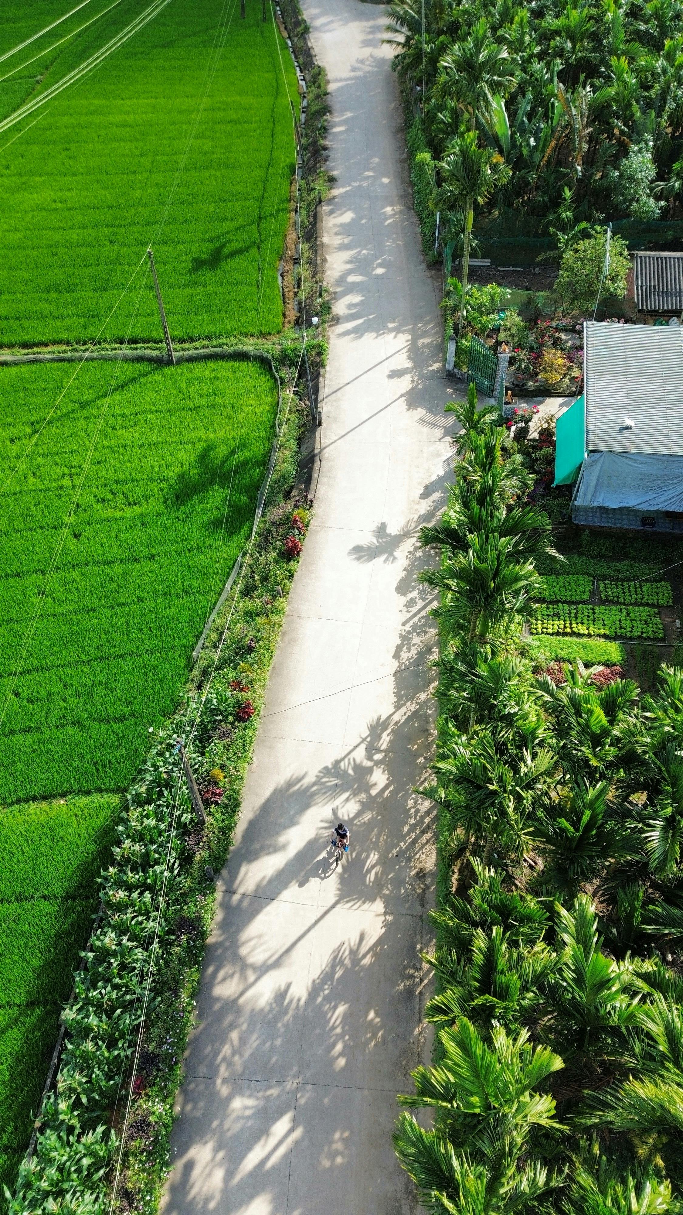 Scenic aerial view of a rural road amidst lush green fields in Quang Ngai, Vietnam. Perfect for travel and nature themes.