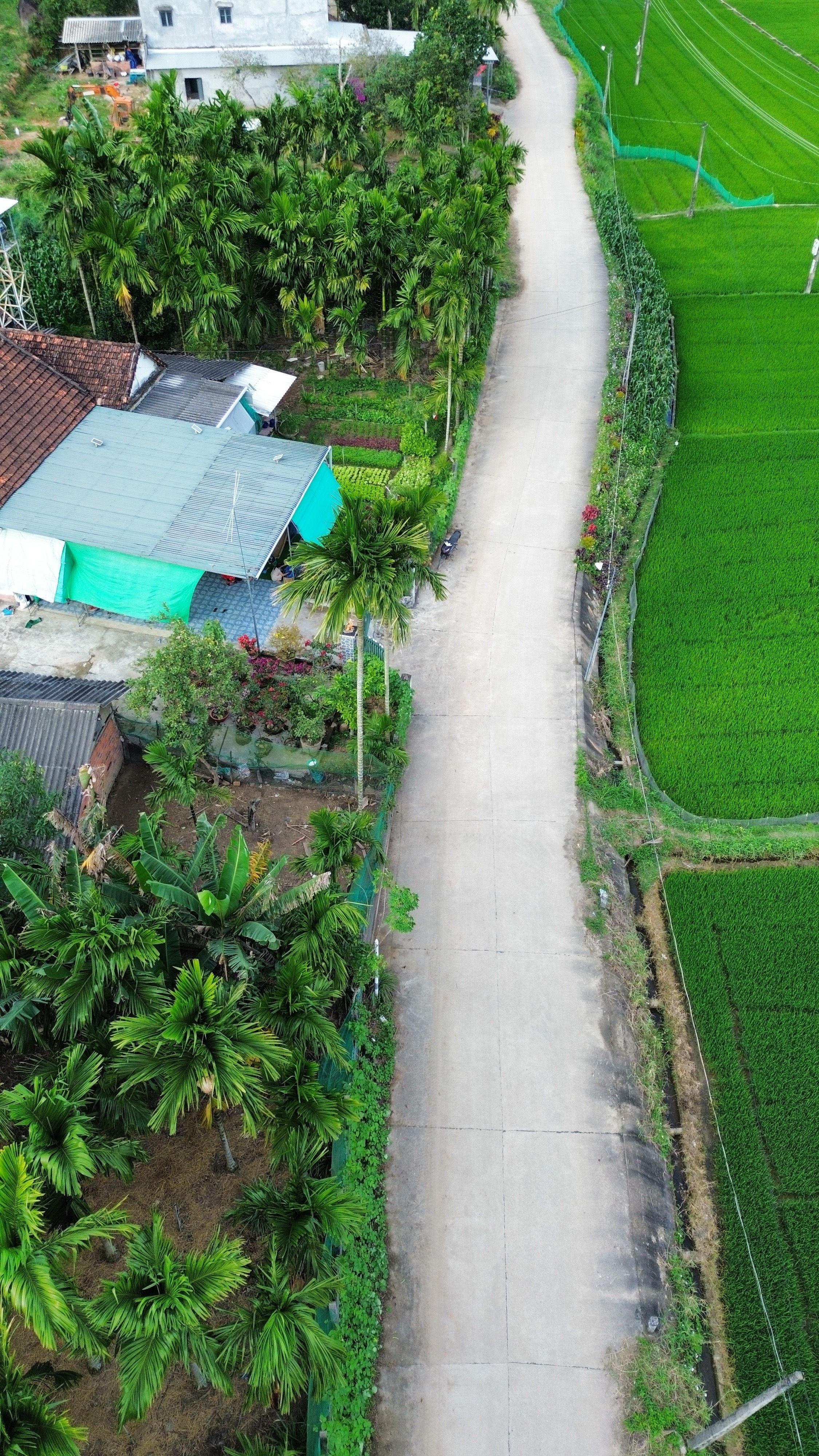 Aerial shot of a rural road lined with lush greenery in Quang Ngai, Vietnam.