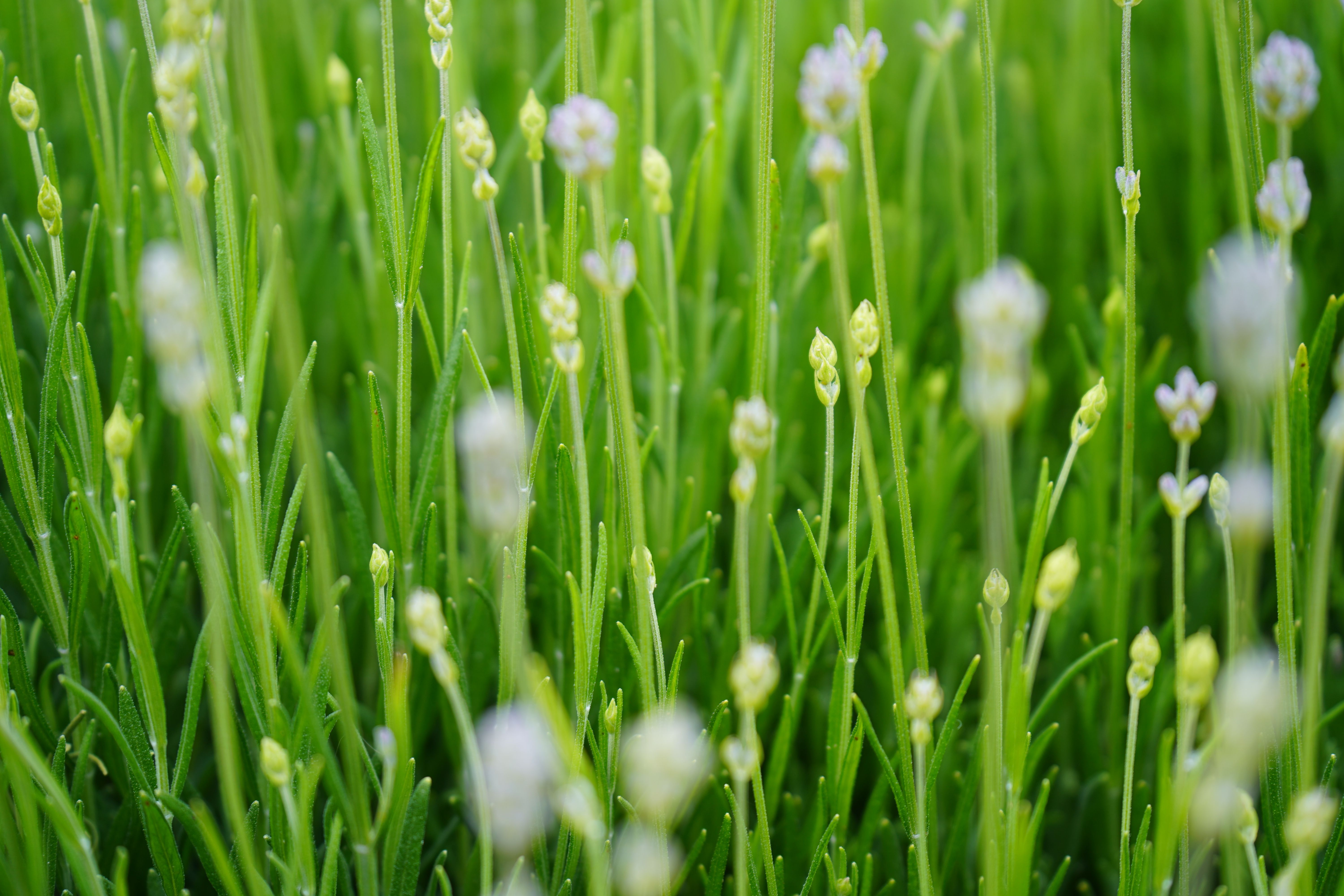 Pine Buds Plant Profile