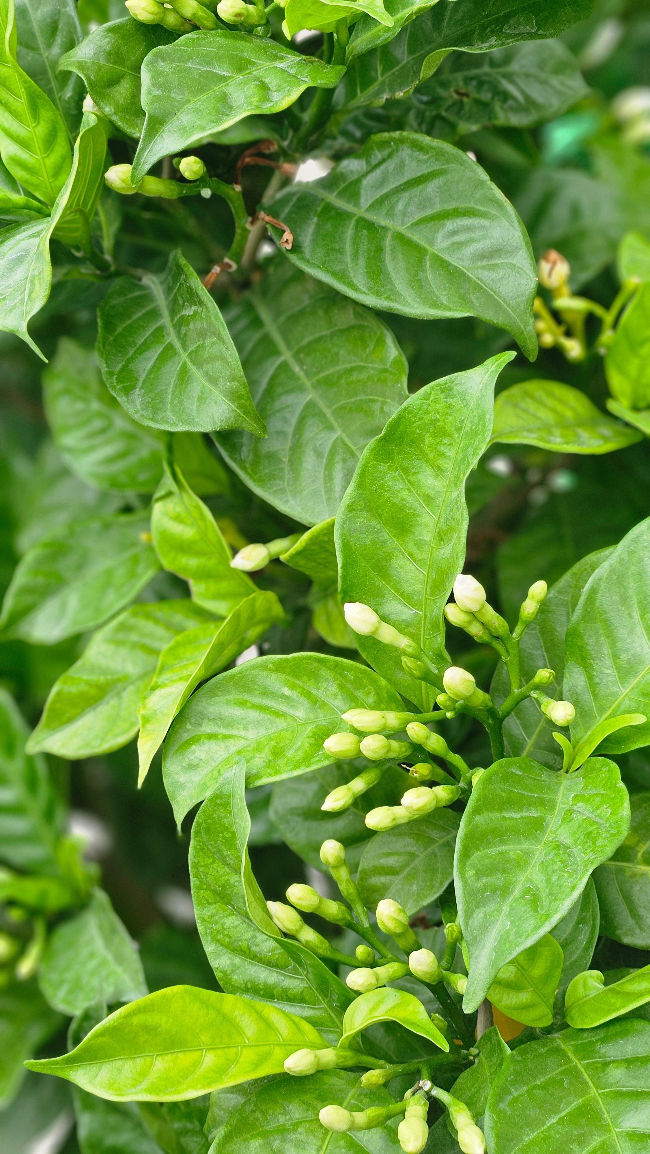 Close-up of lush green leaves and budding flowers of a plant in an outdoor setting, Lucknow, India.