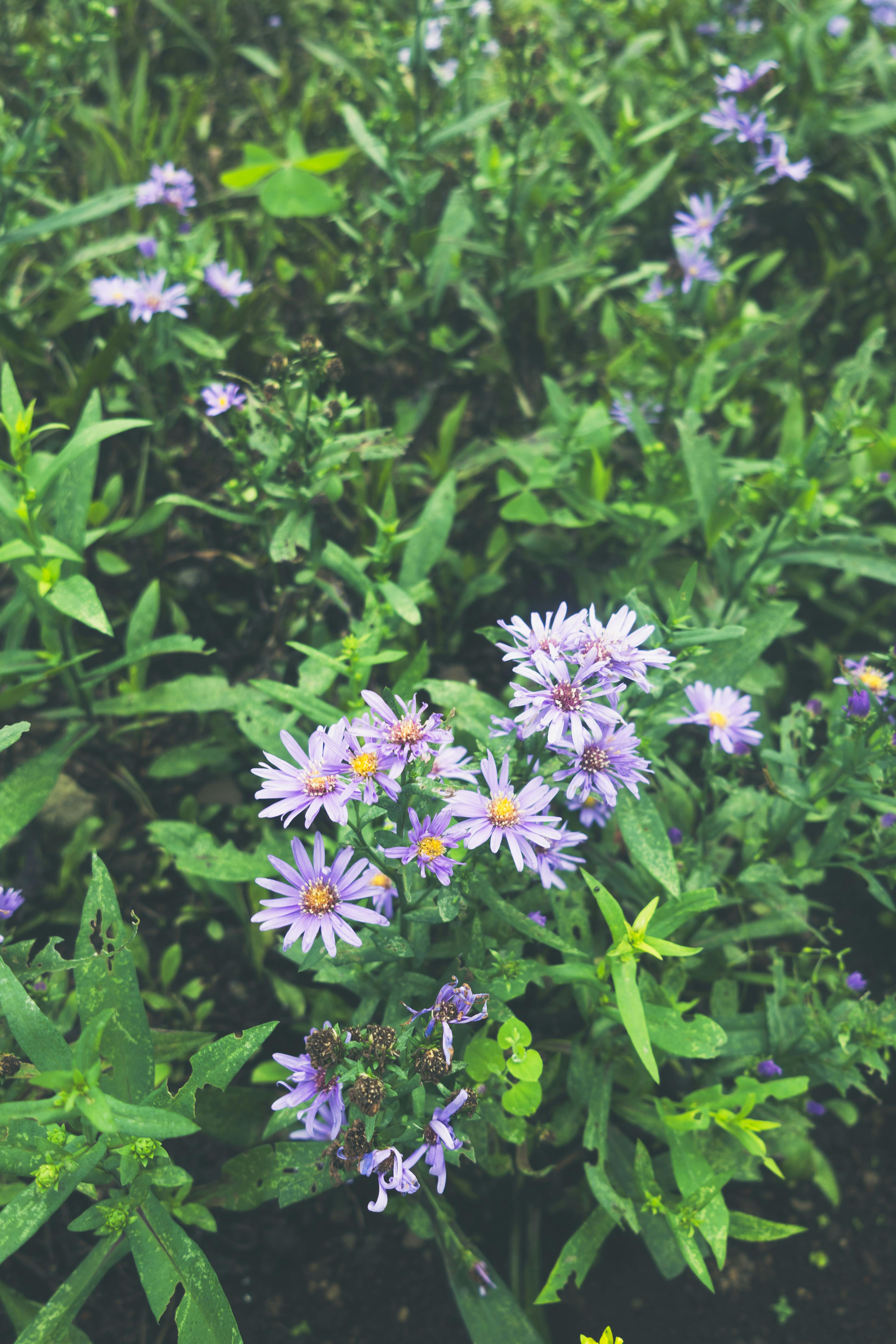 [ColoSach]-vibrant-purple-wildflowers-bloom-amidst-lush-green-foliage,-capturing-a-serene-outdoor-scene.