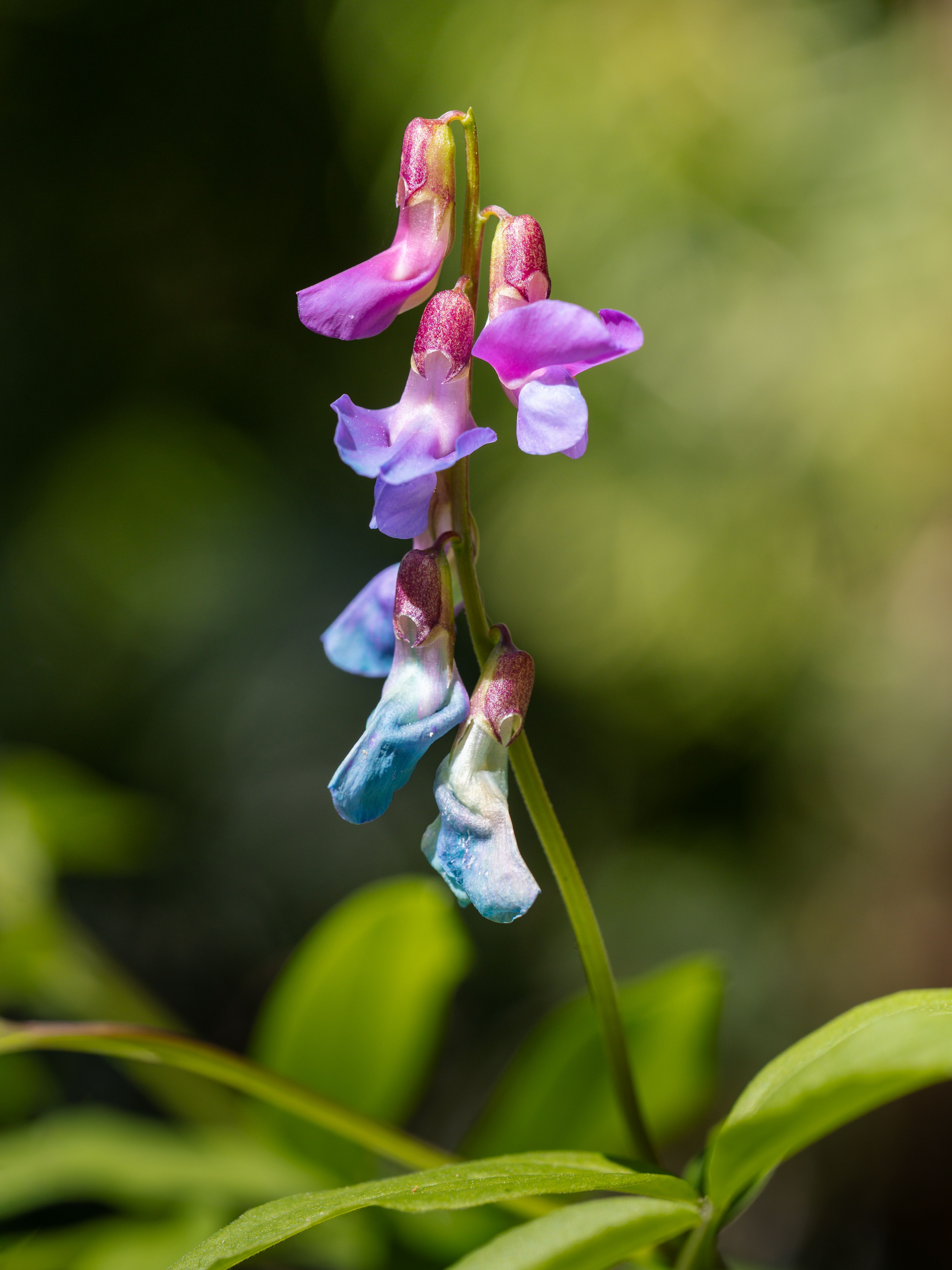 Vibrant wildflower with pink and blue petals in Austrian nature, perfect for floral themes.