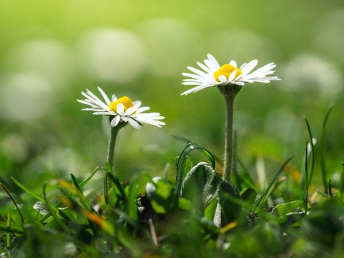 Free A vibrant close-up of two daisies basking in the sun on a lush Austrian meadow, capturing spring's essence. Stock Photo
