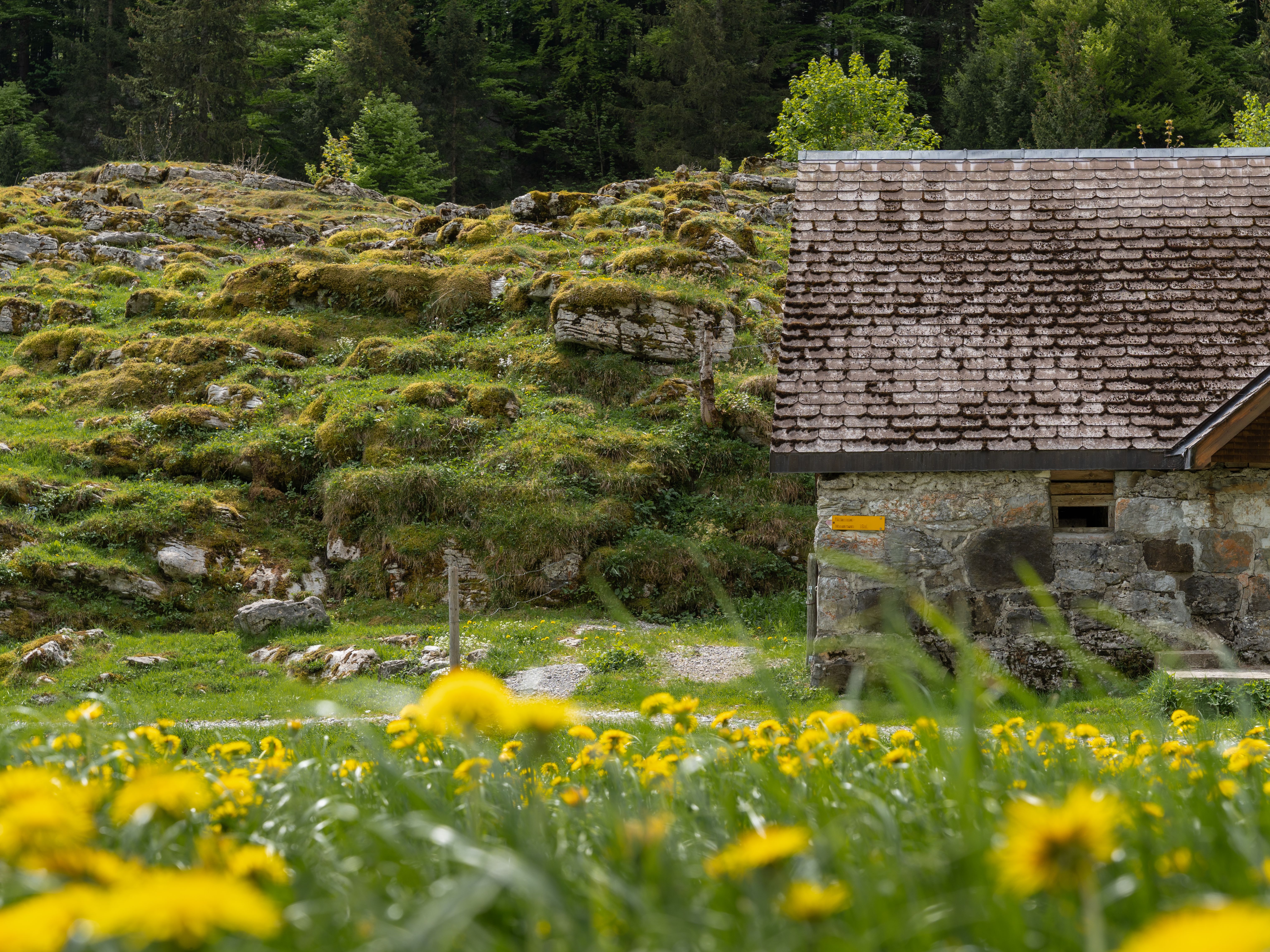 Rustic cottage in lush Swiss countryside surrounded by vibrant wildflowers.