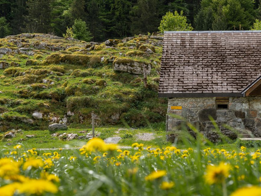 Rustic cottage in lush Swiss countryside surrounded by vibrant wildflowers.