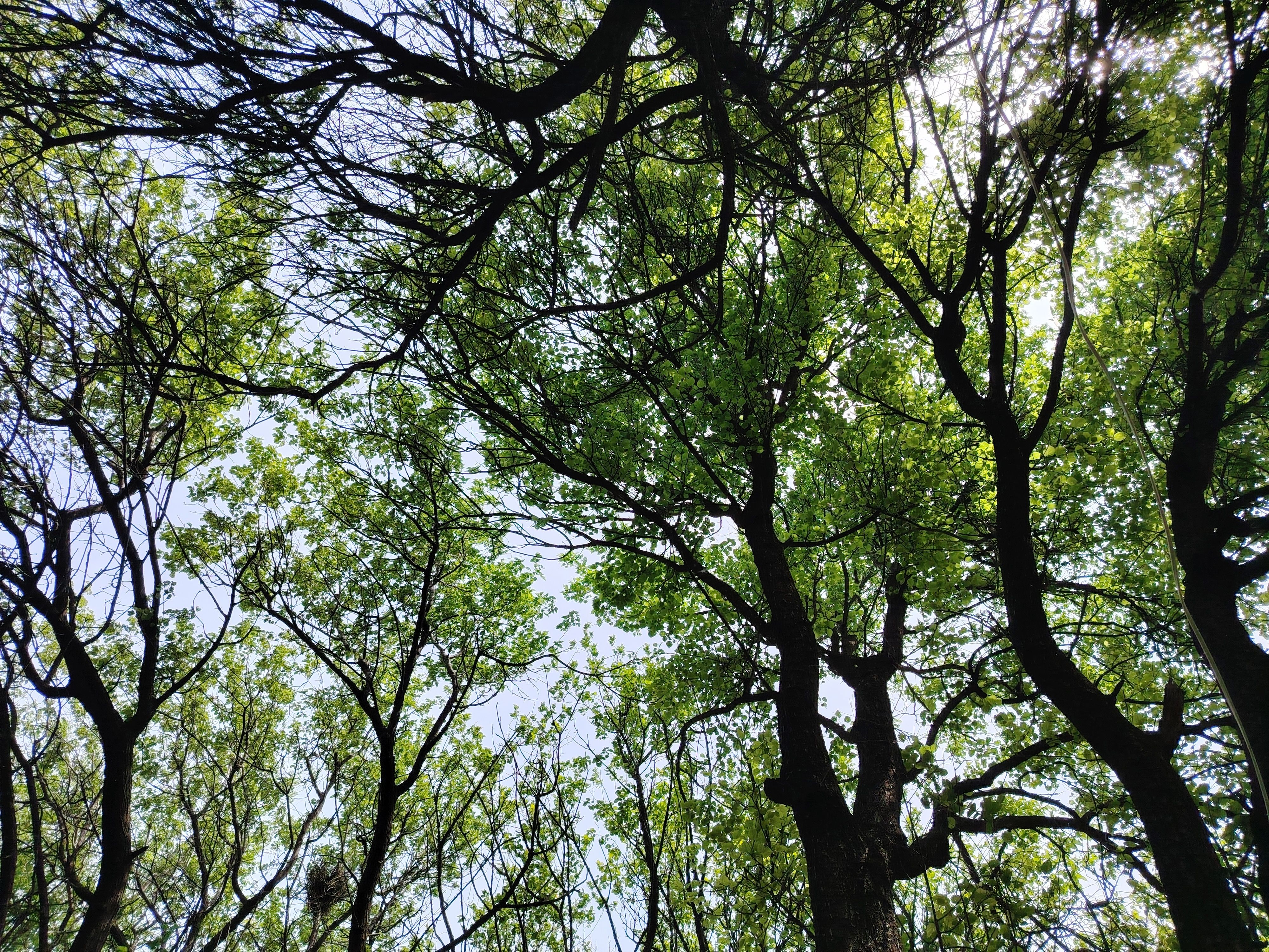 View of a vibrant green canopy of trees against a bright sky, depicting the beauty of springtime.