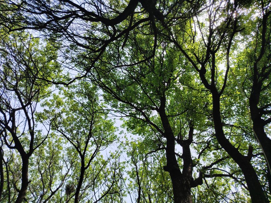 View of a vibrant green canopy of trees against a bright sky, depicting the beauty of springtime.