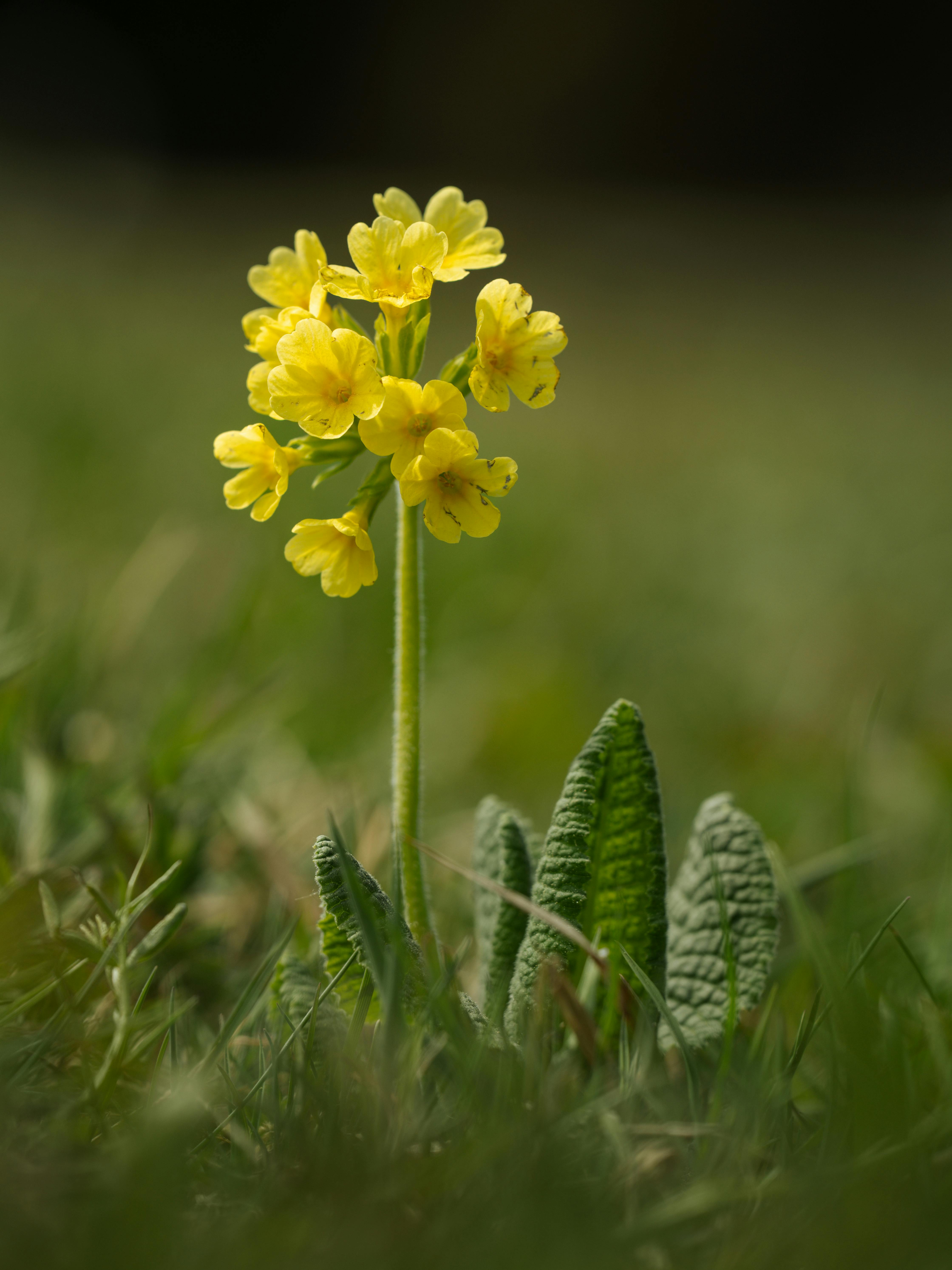 Beautiful close-up of a yellow cowslip flower blooming in a grassy field during spring.