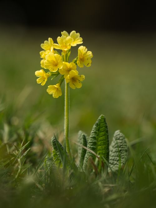 Free Beautiful close-up of a yellow cowslip flower blooming in a grassy field during spring. Stock Photo