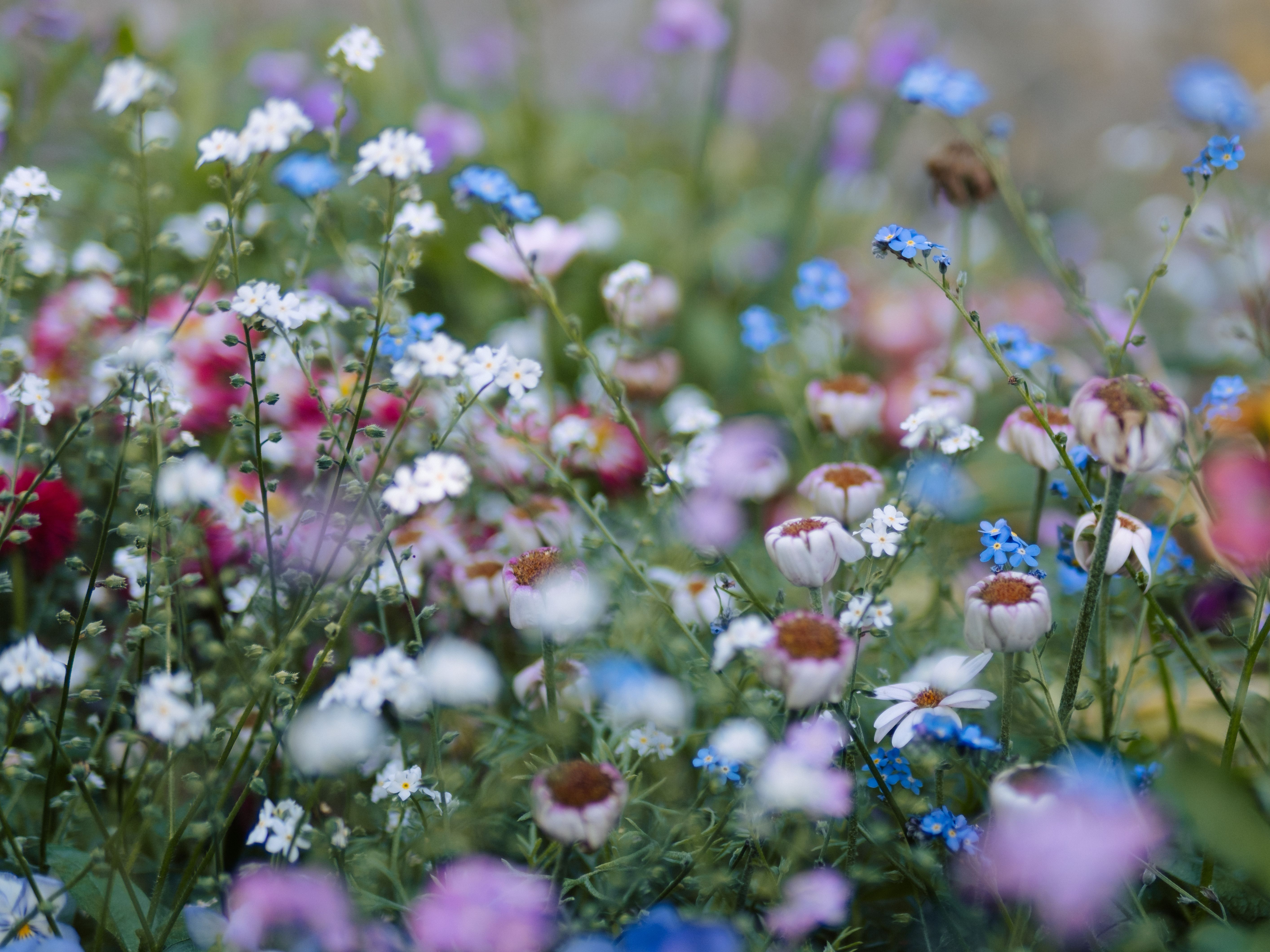 Colorful Wildflowers Blooming in Springtime · Free Stock Photo