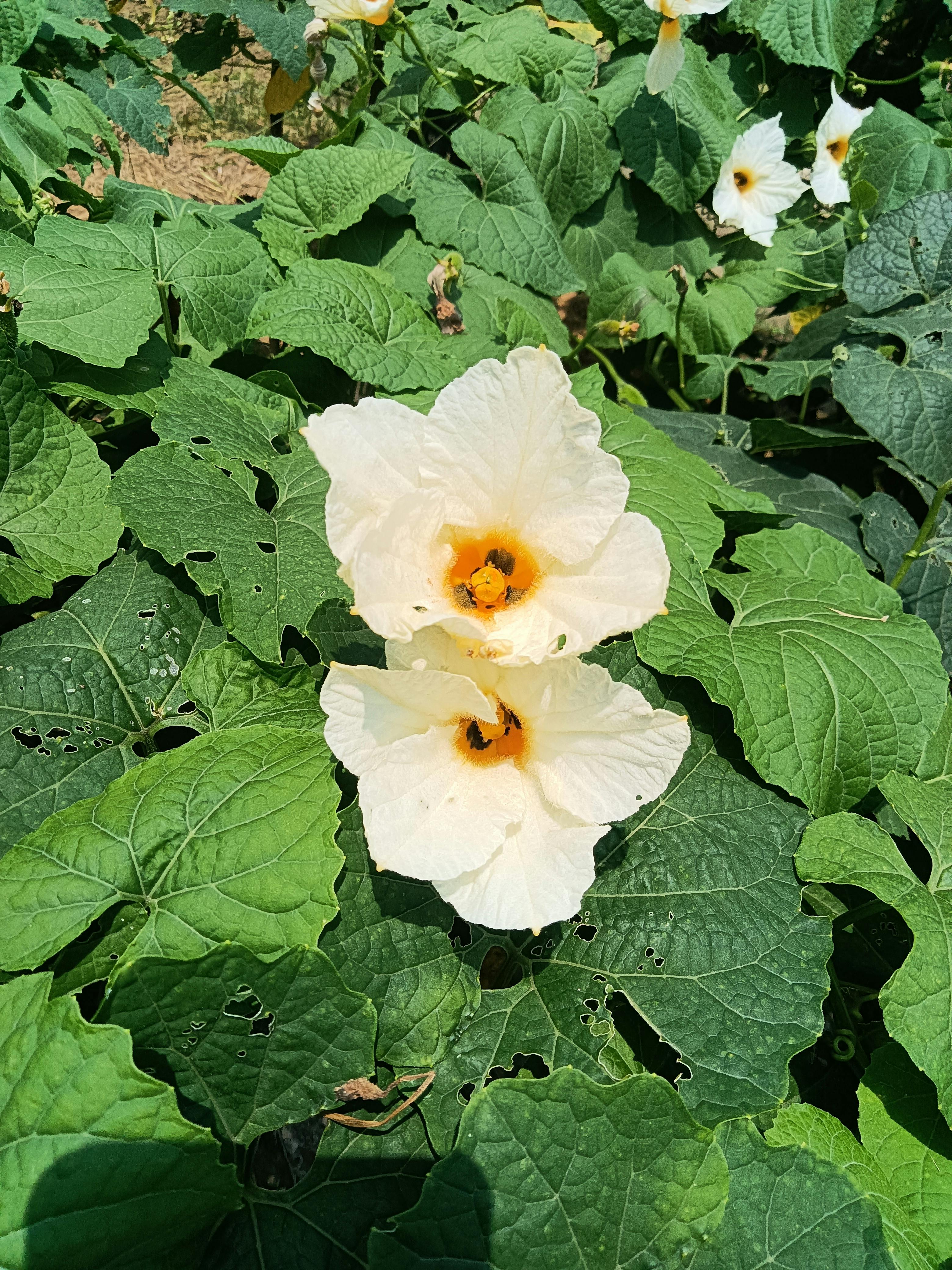 [ColoSach]-close-up-of-white-hibiscus-flowers-with-green-leaves-in-a-sunny-garden.